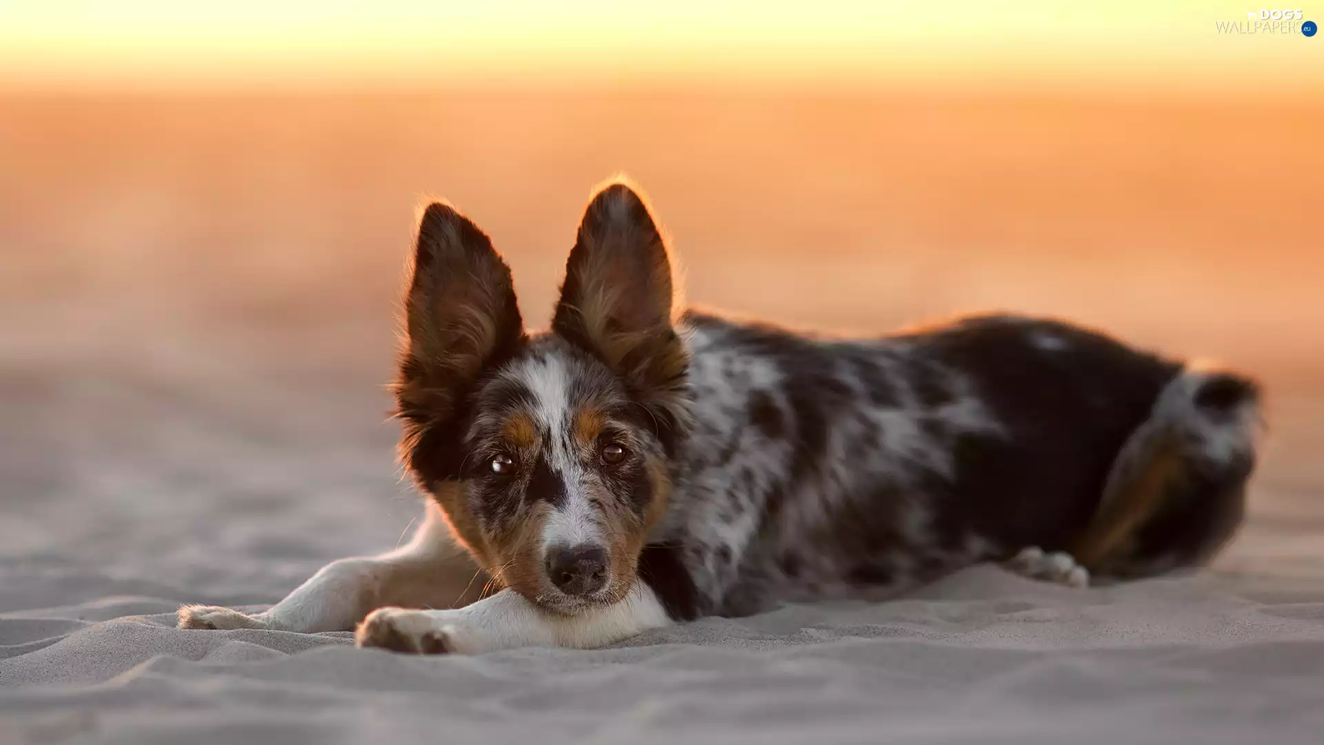 dog, Beaches, Sand, Border Collie
