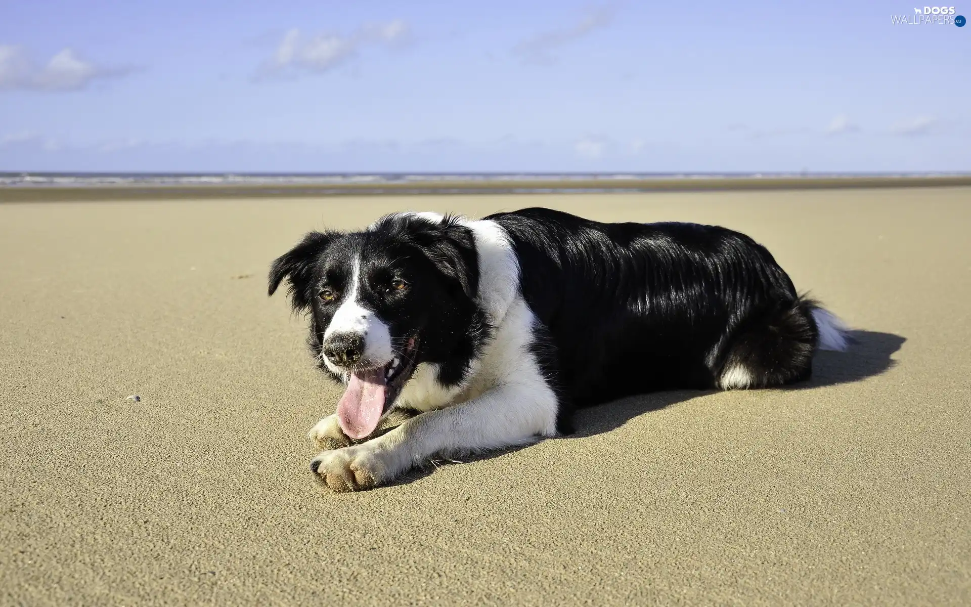 Beaches, Collie, dog, sea, pastoral