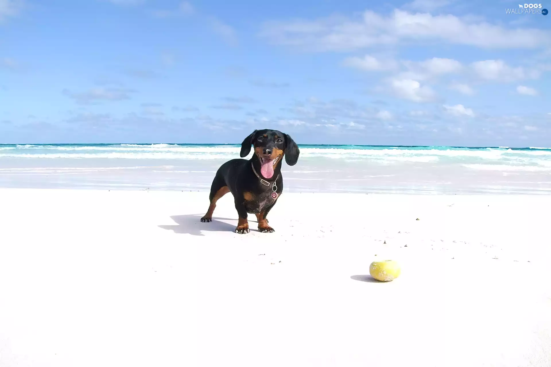 the ball, dachshund, Beaches