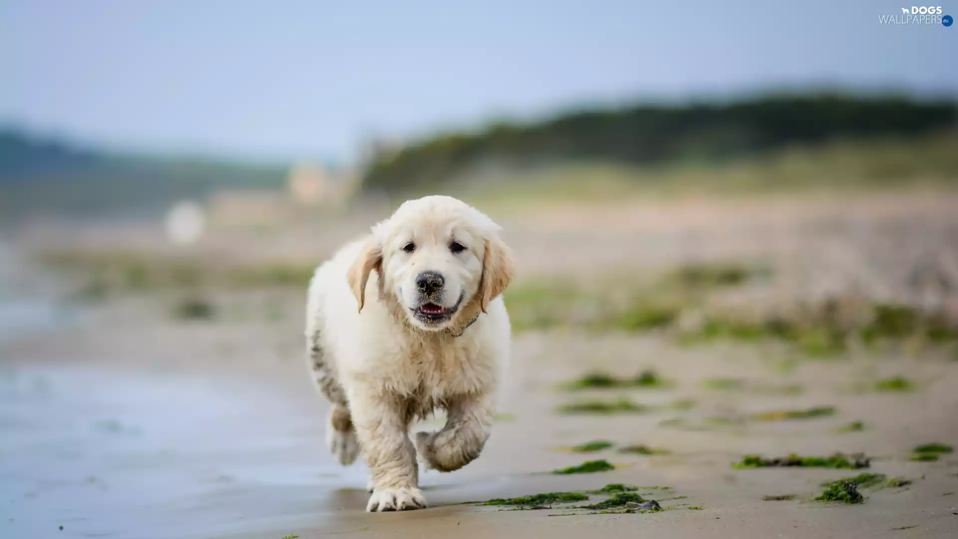 Puppy, Beaches, water, Golden Retriever
