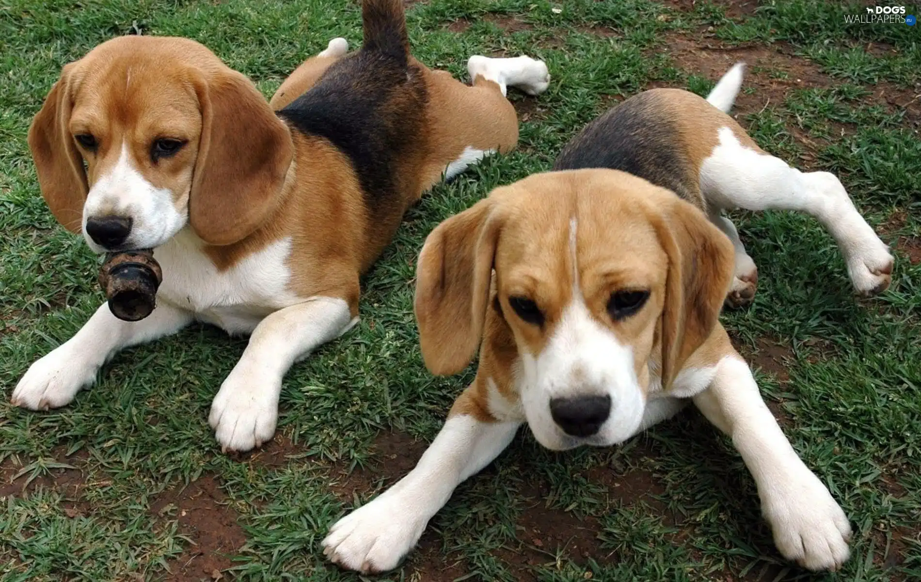 Beagle, Dogs, Two cars, Charming