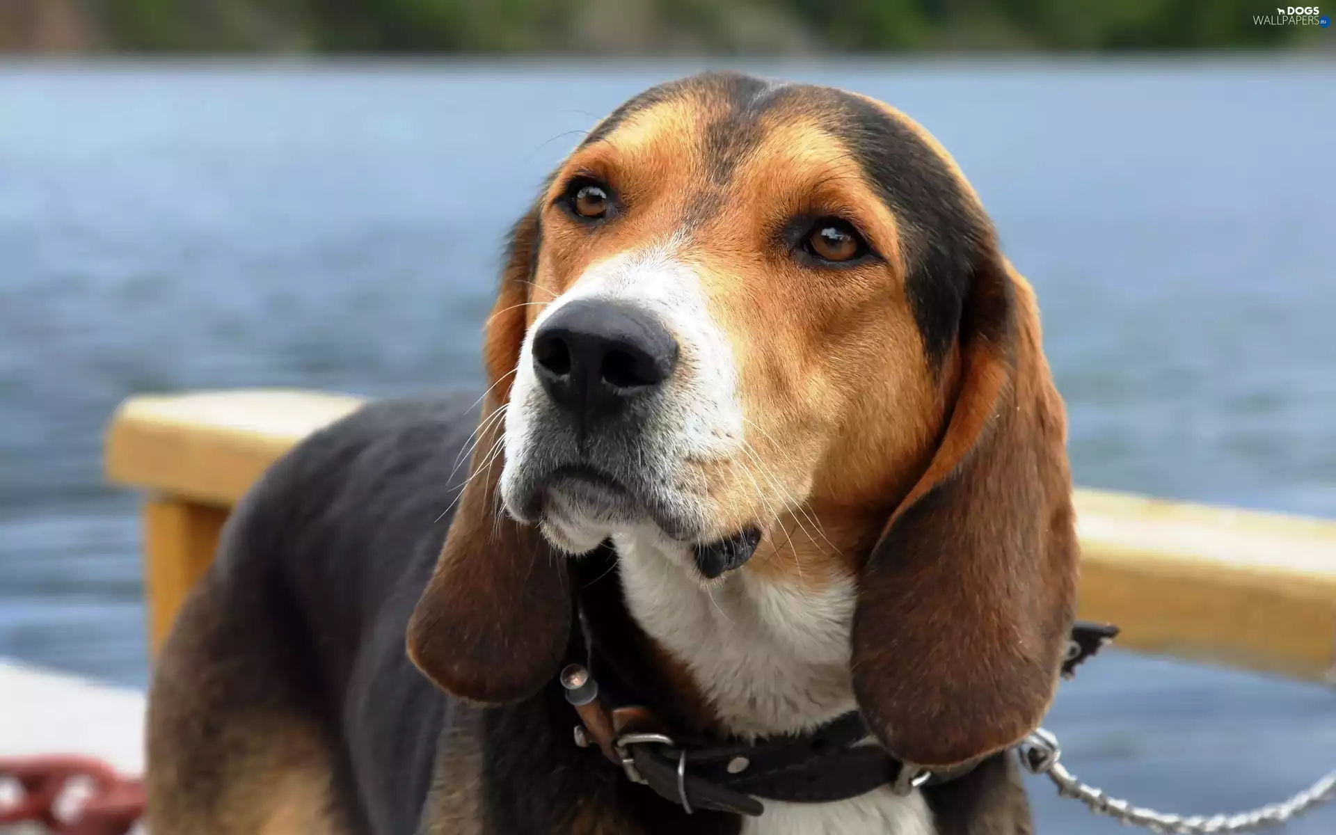 Beagle, dog-collar