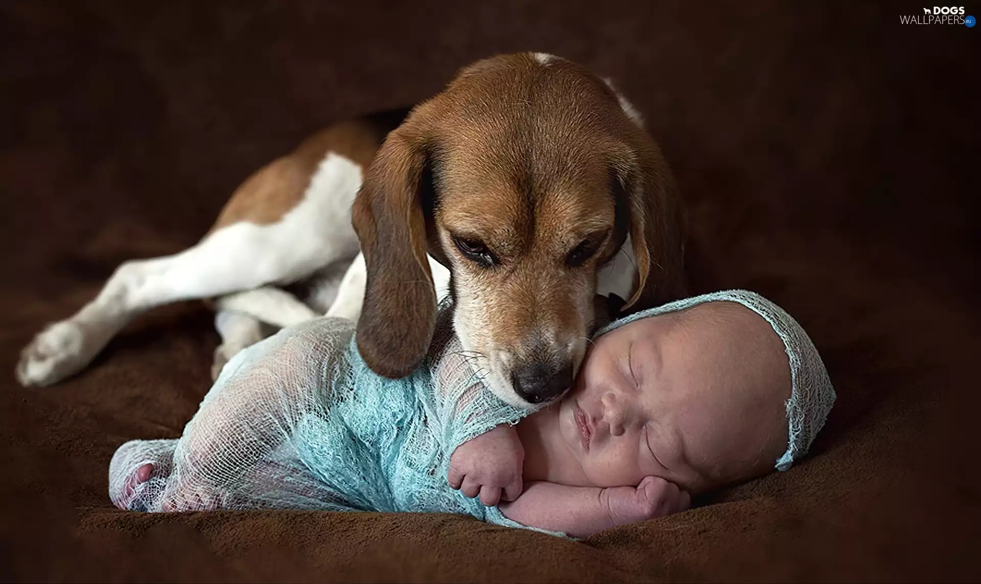 Beagle, babe, dog