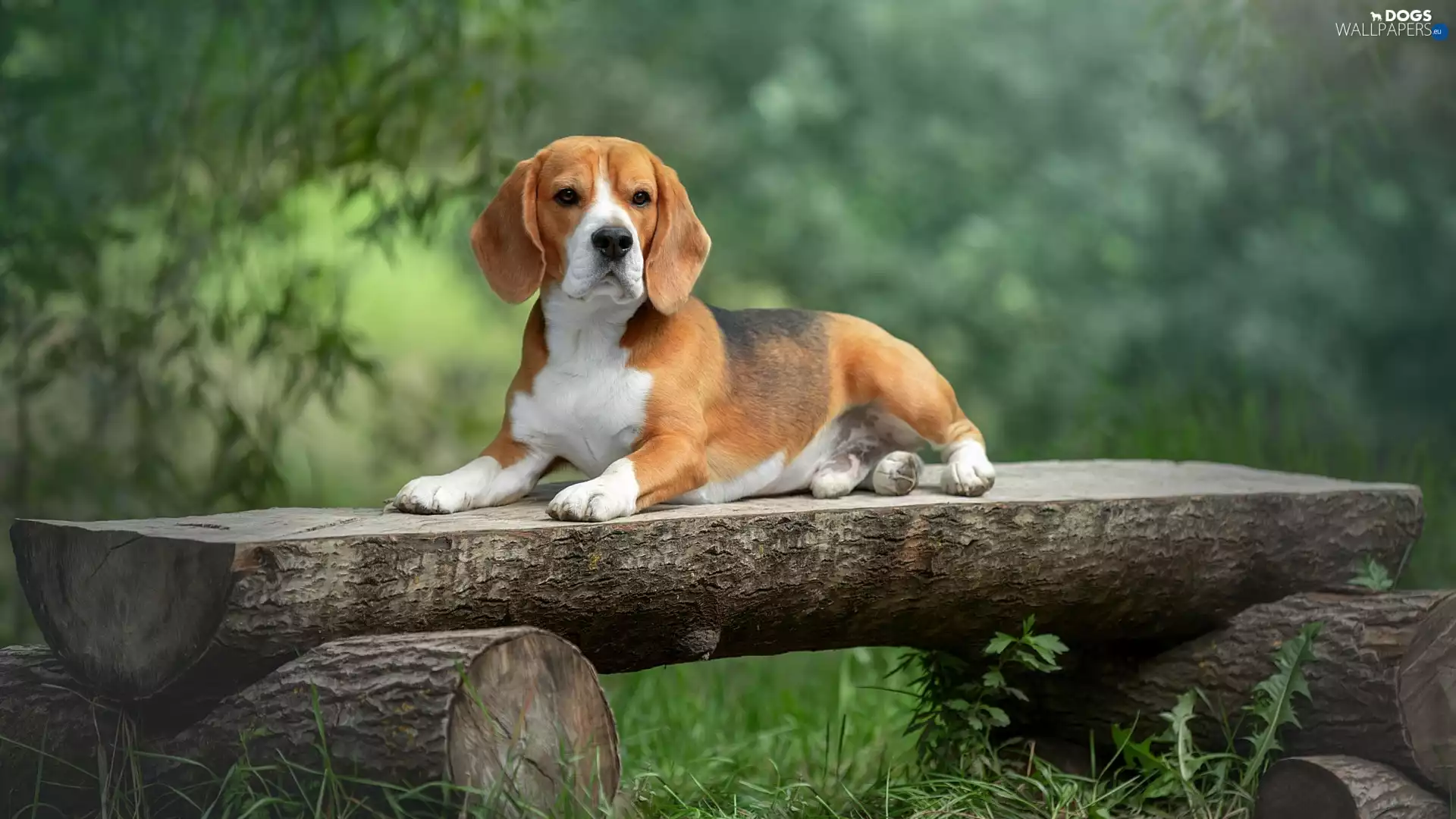 dog, Wooden, Bench, Beagle