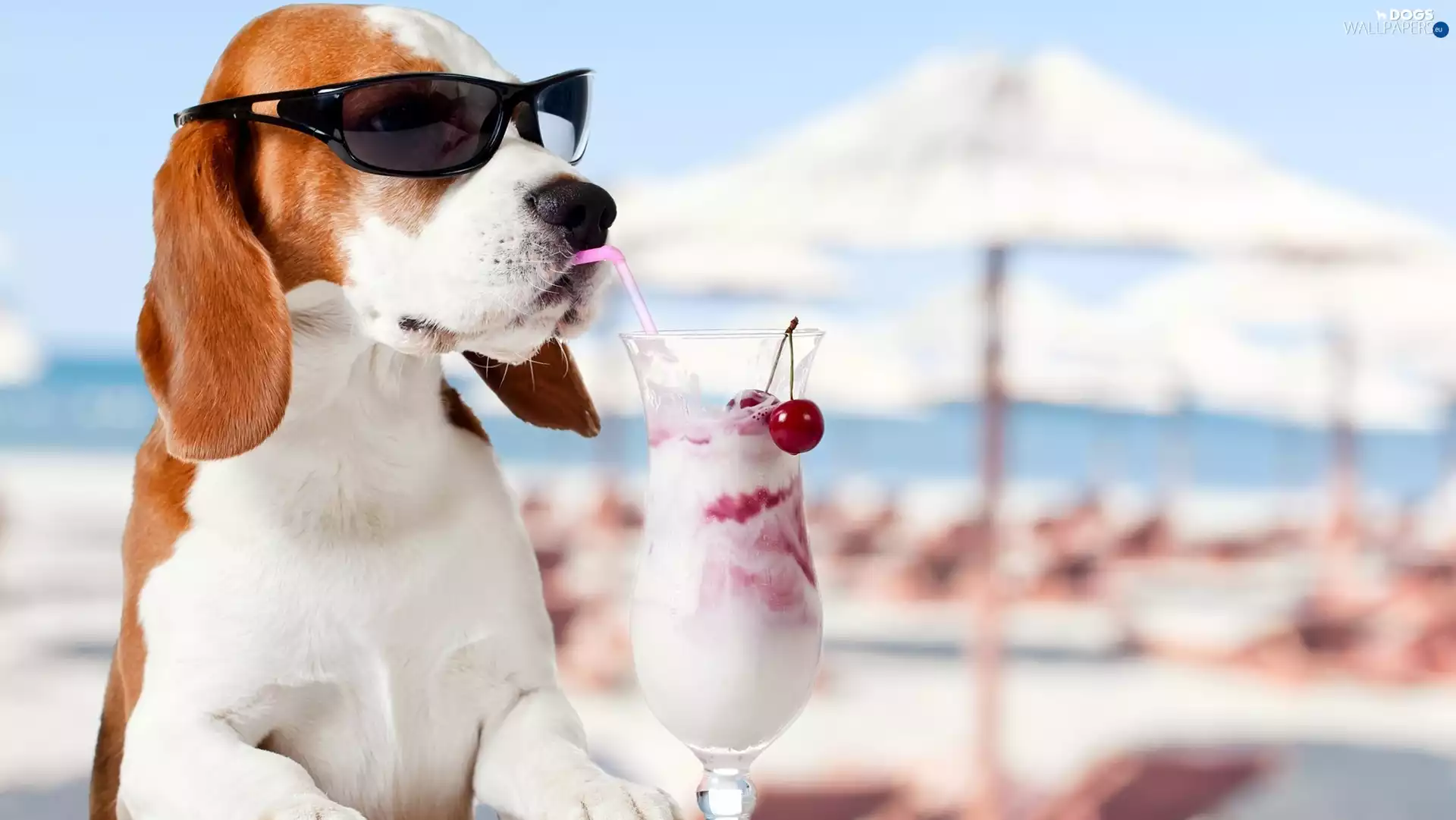 dog, Glasses, cocktail, Beagle