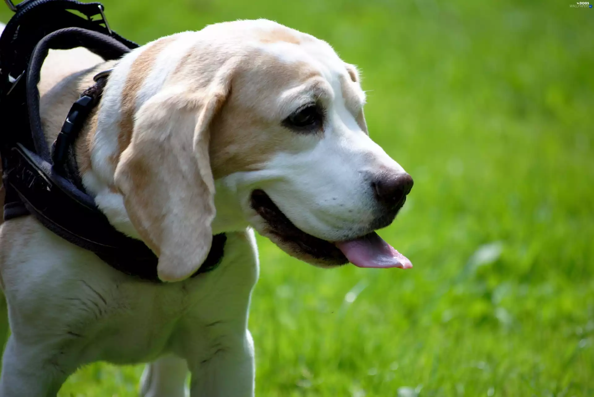 dog-collar, dog, Beagle