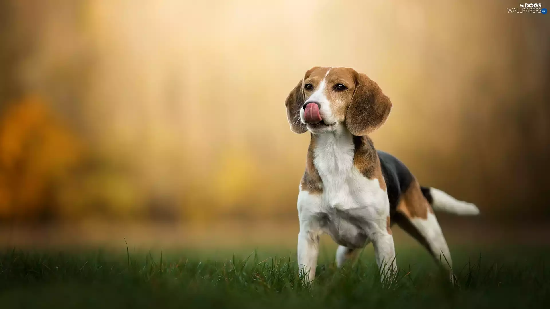 dog, Meadow, grass, Beagle