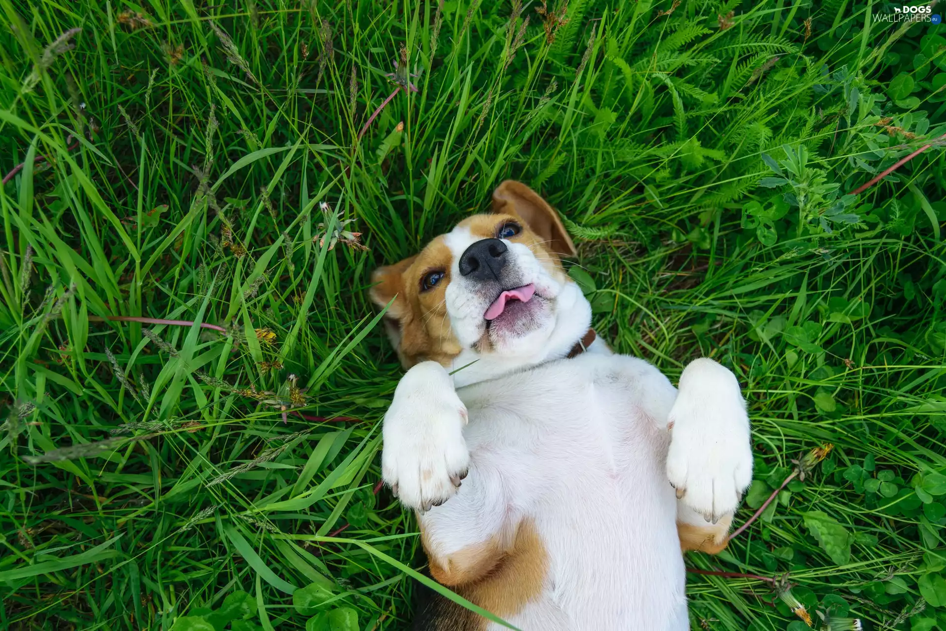 dog, tongue, grass, Beagle