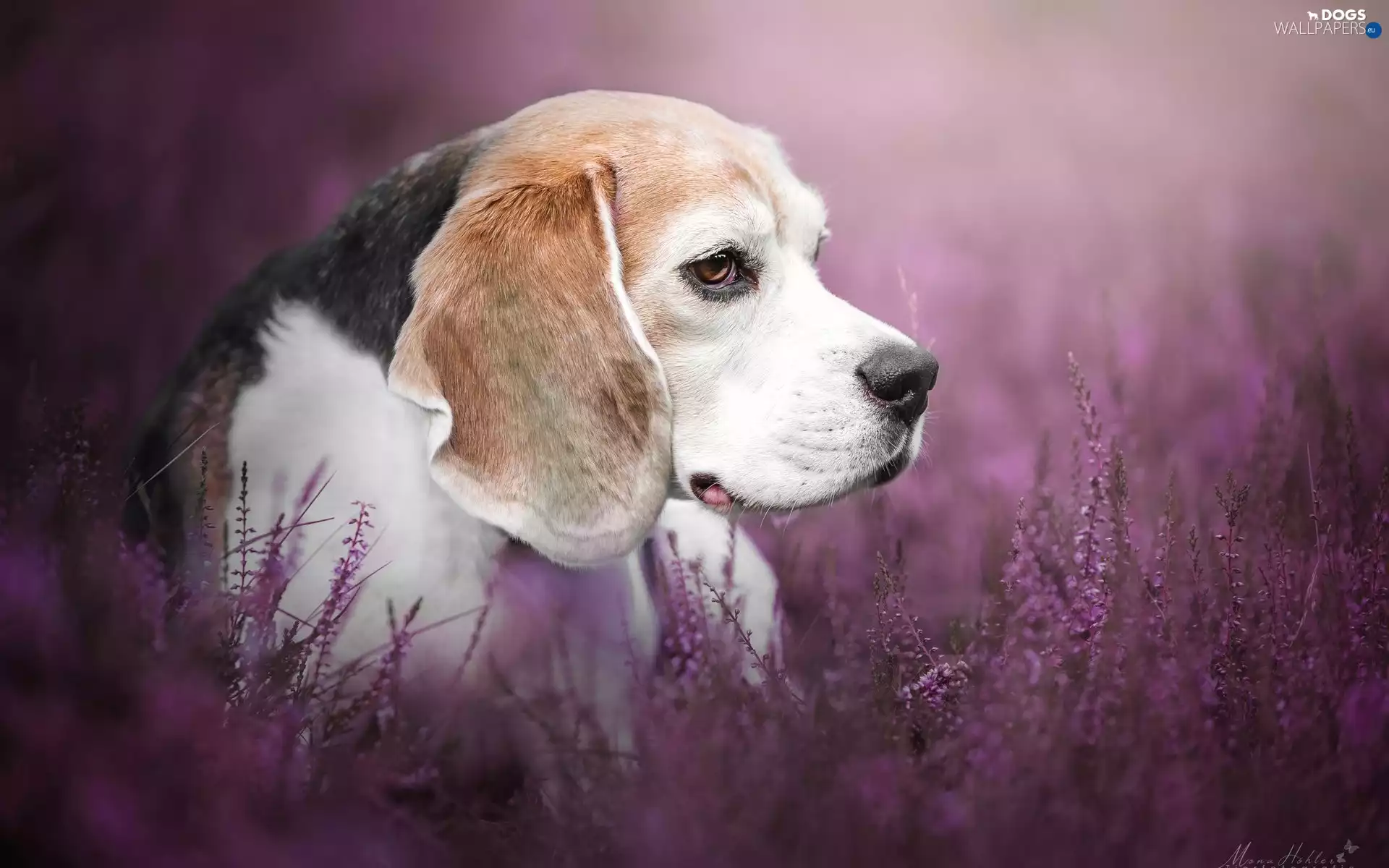 dog, Flowers, heathers, Beagle