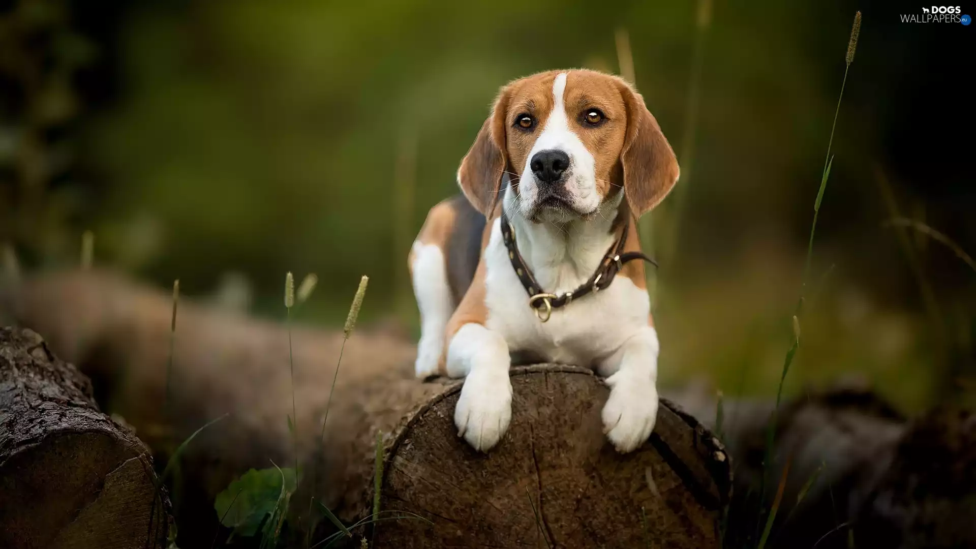 dog, Logs, plants, Beagle
