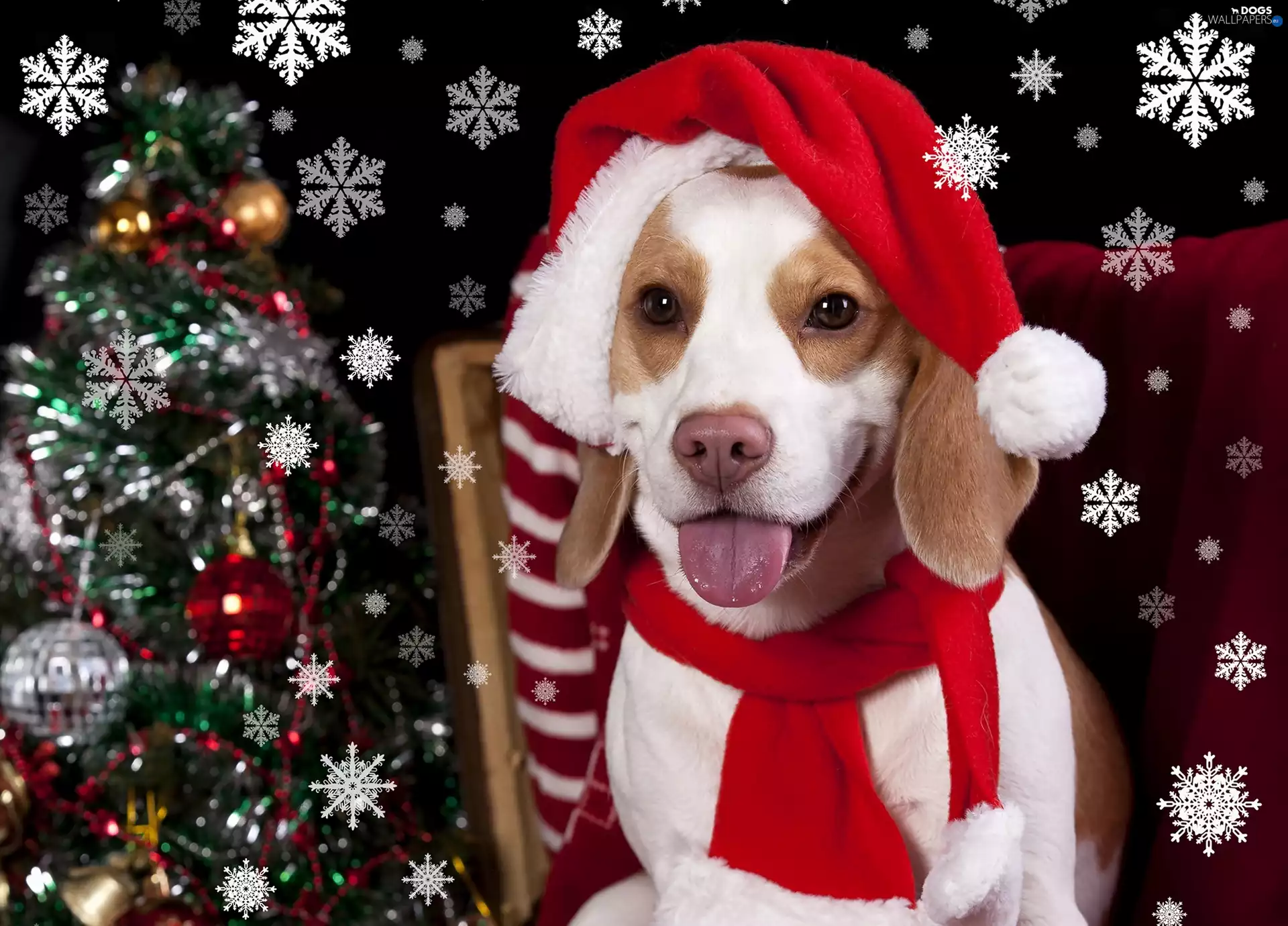 Nicholas, christmas tree, Beagle, Hat, dog