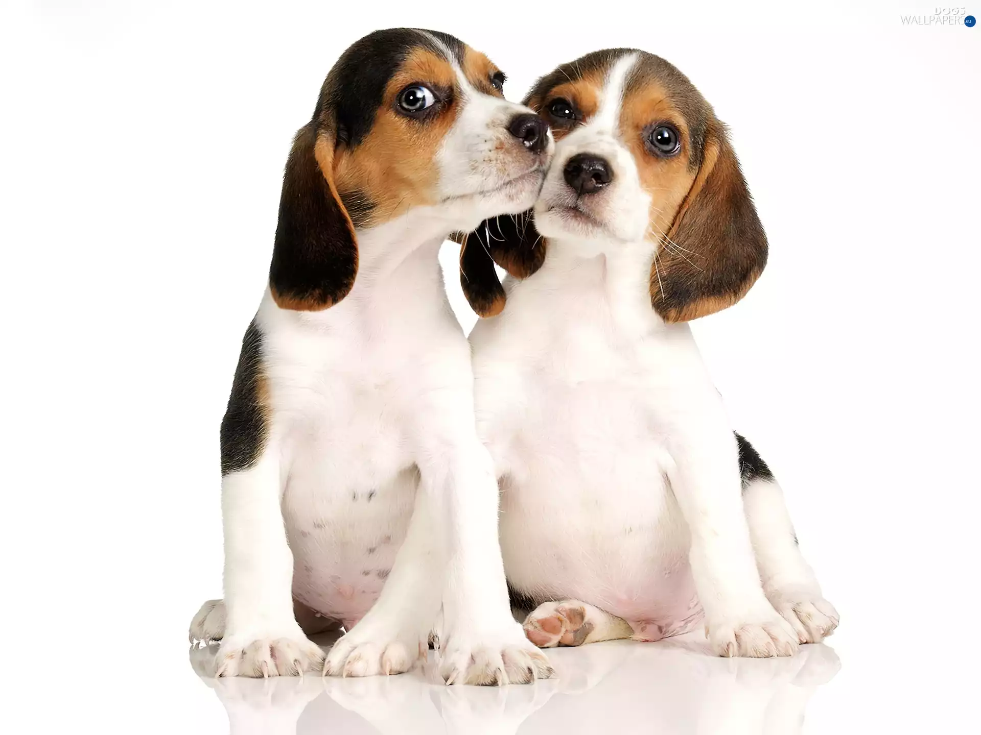 Two cars, puppies, Beagle, little doggies