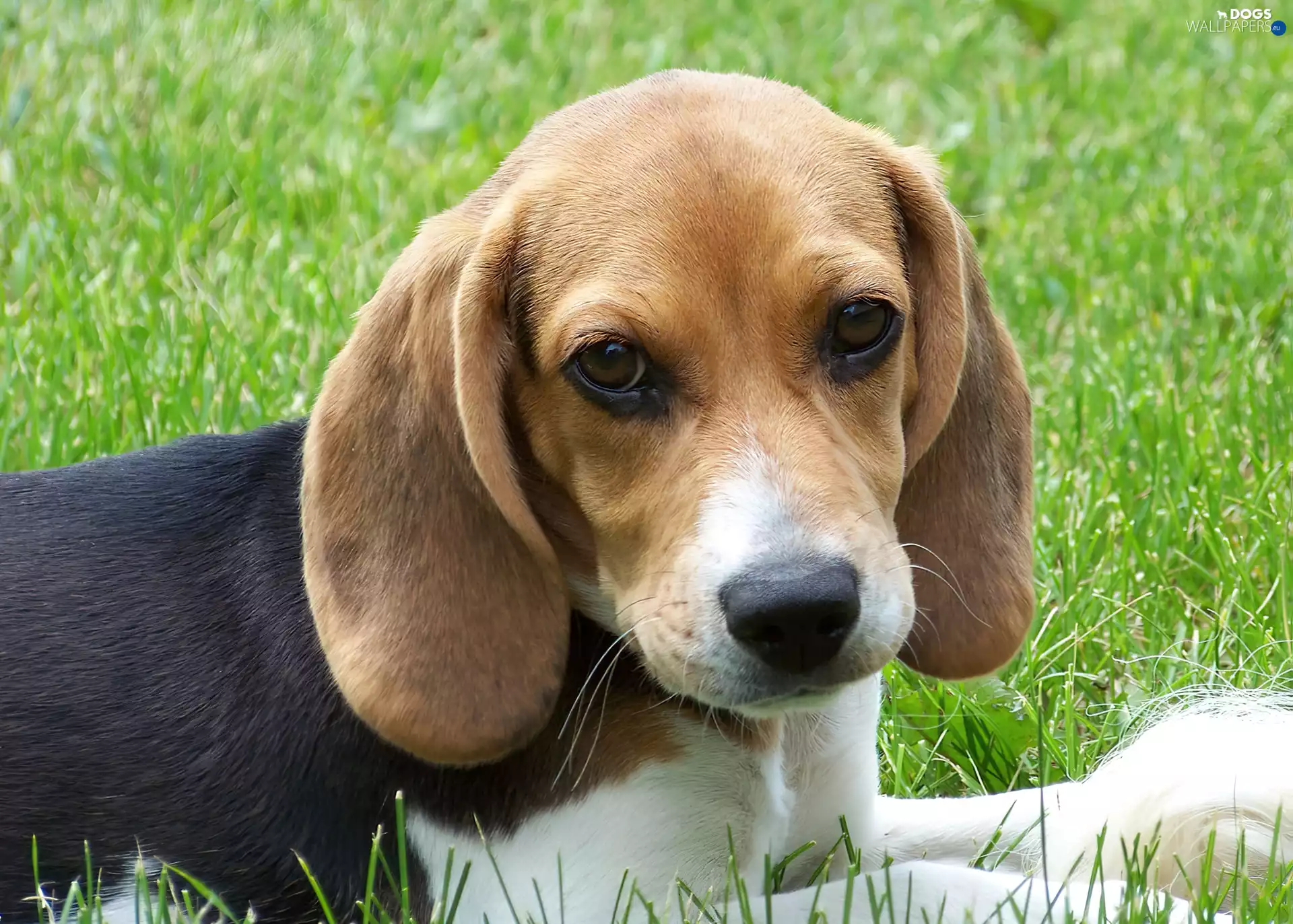 Beagle, grass