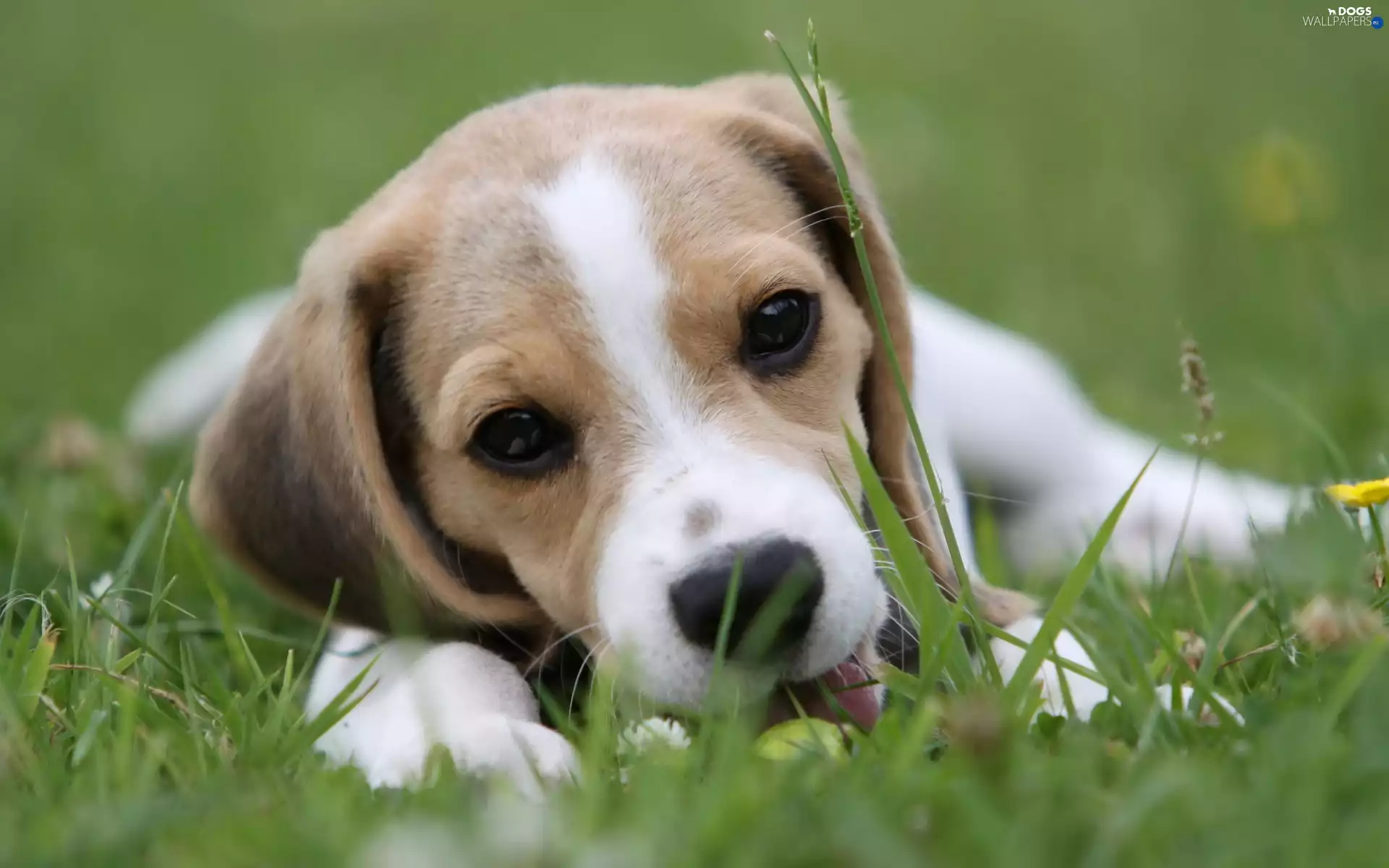 Beagle, grass