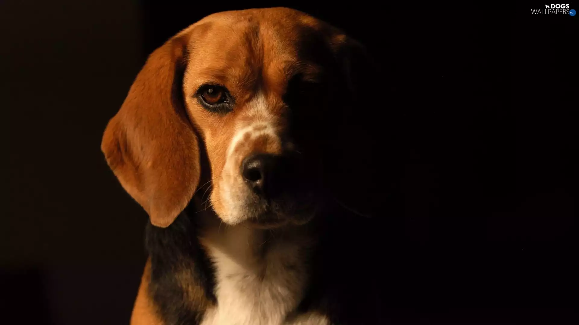 Beagle, portrait
