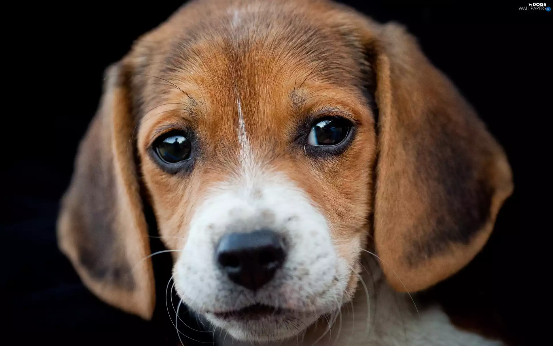 Beagle, portrait