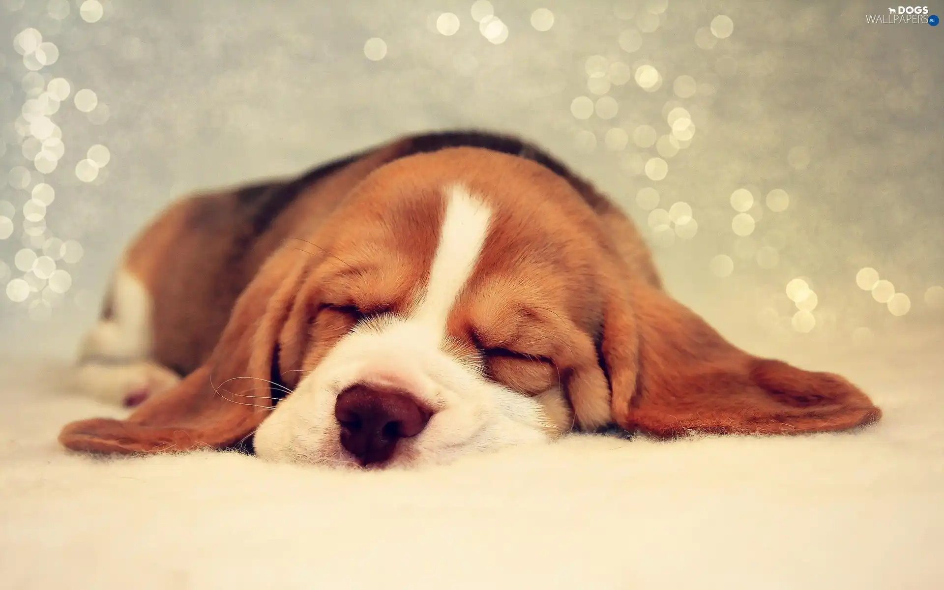 puppie, basset, sleepy