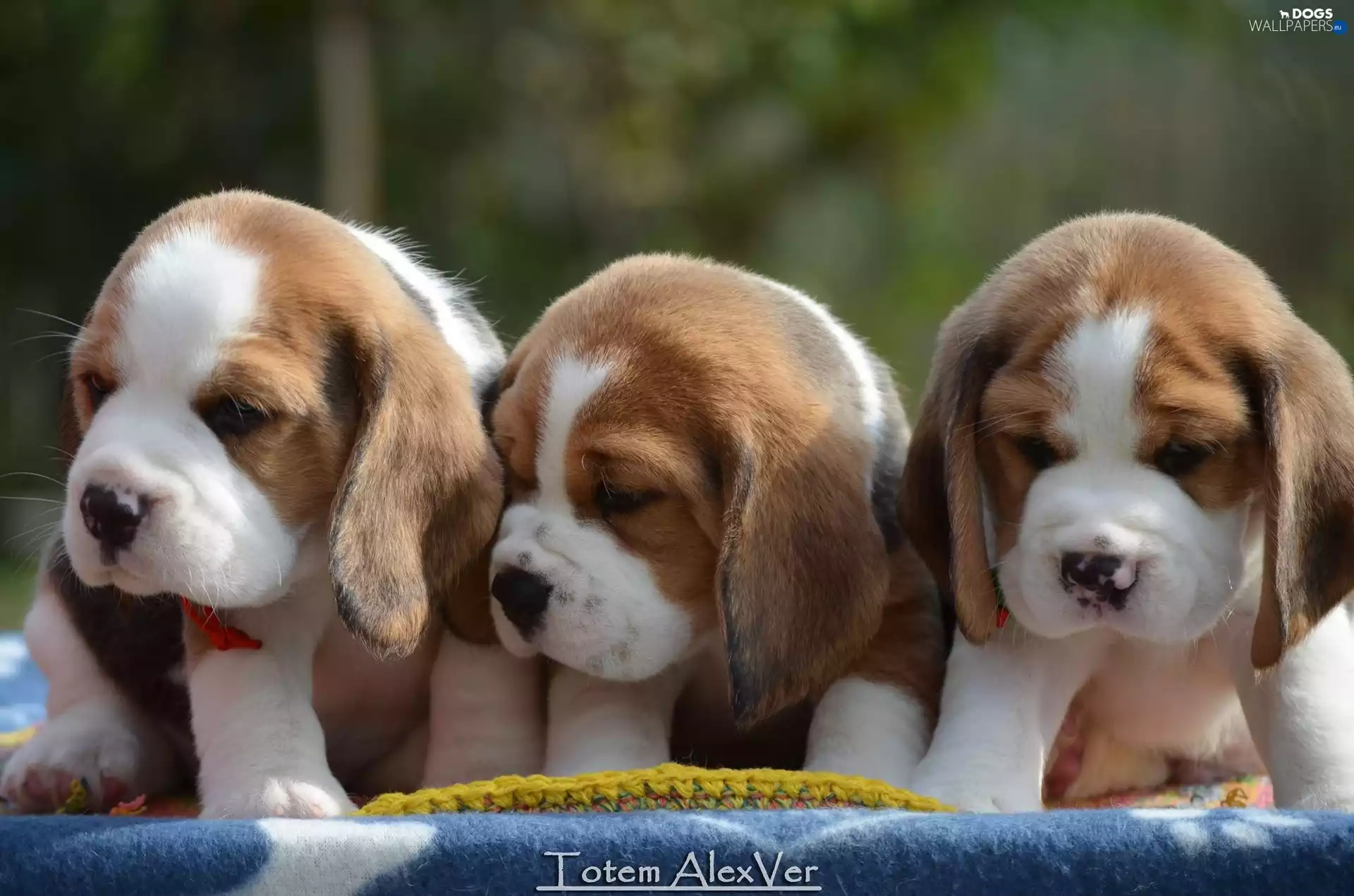 Beagle, sweet, puppies