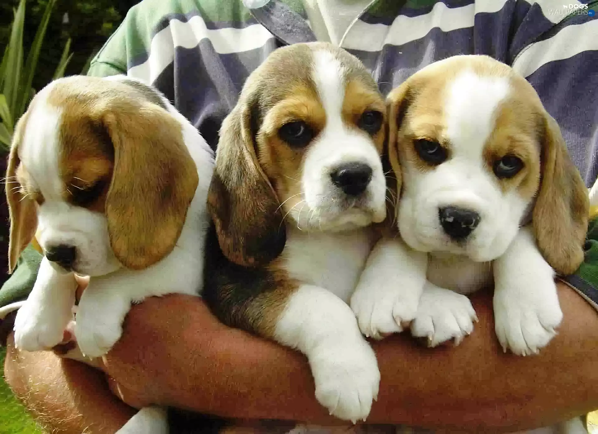 Beagle, Three, puppies