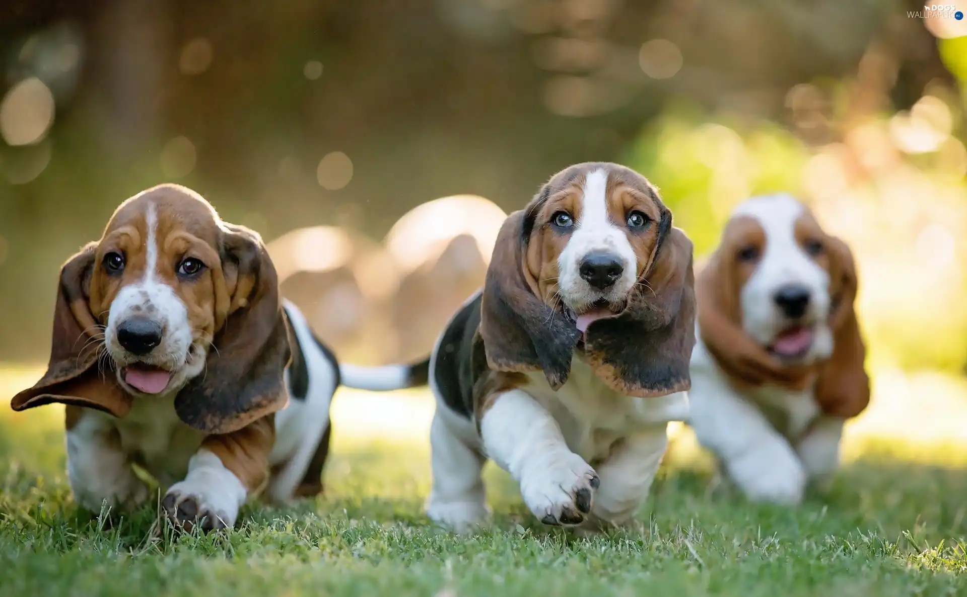 puppies, Basset Hound, Three