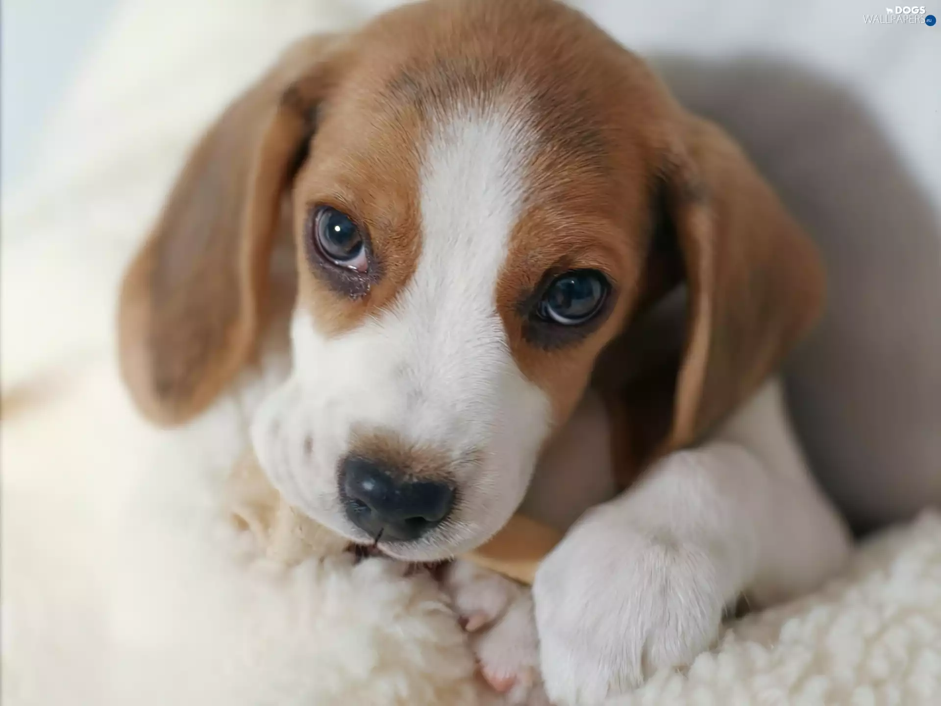Puppy, mouth, bone, Beagle
