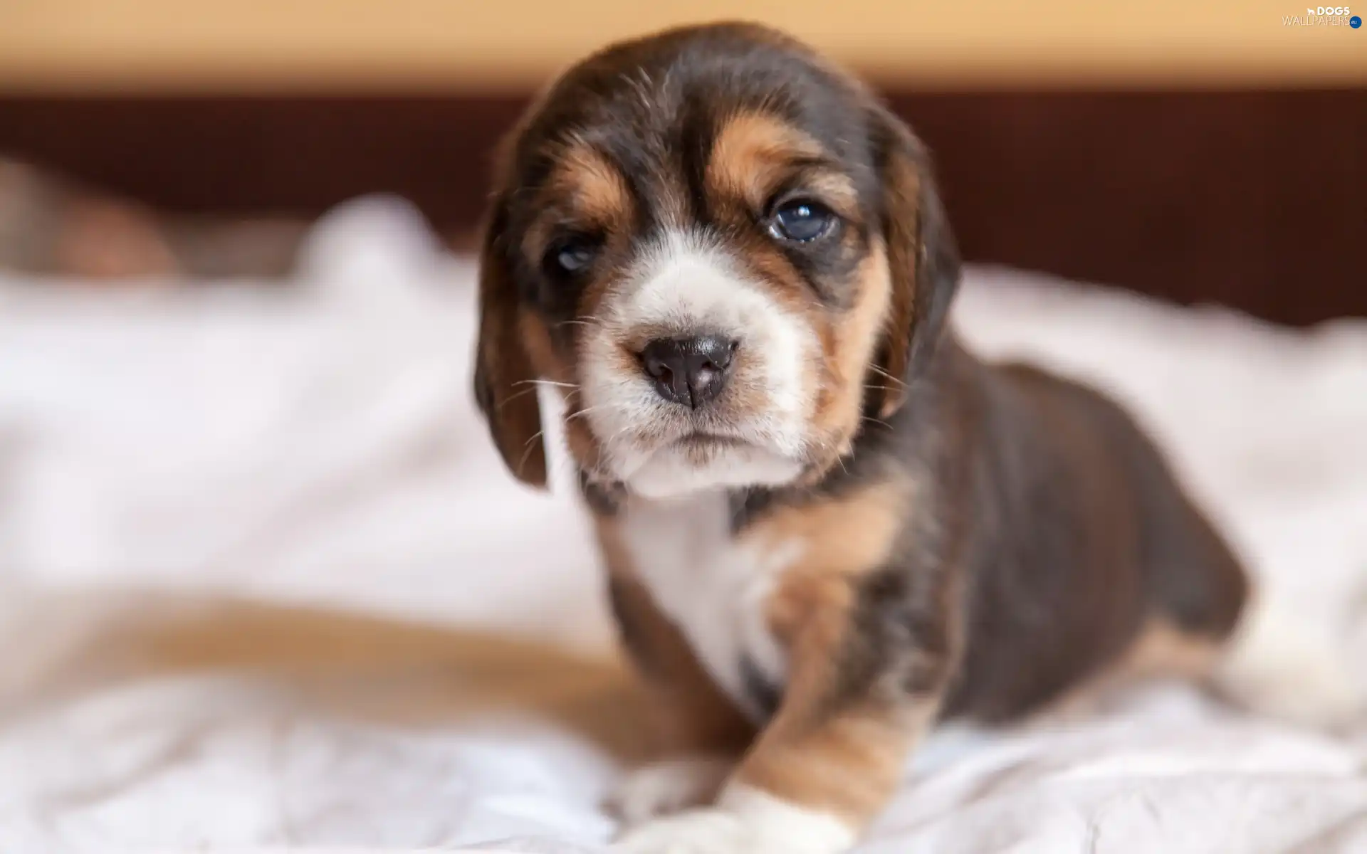 Puppy, Beagle, dog