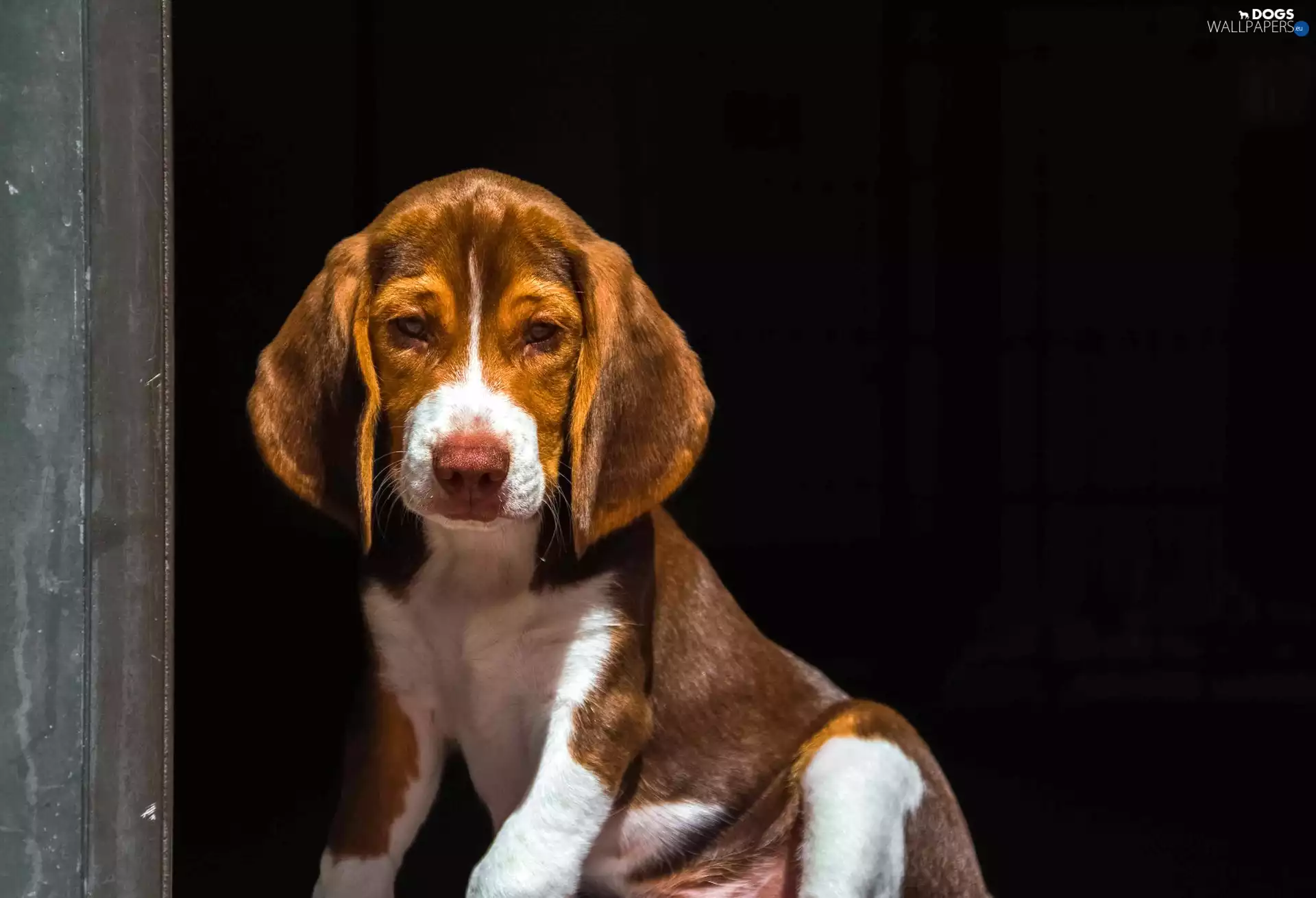 Beagle, dog, Puppy
