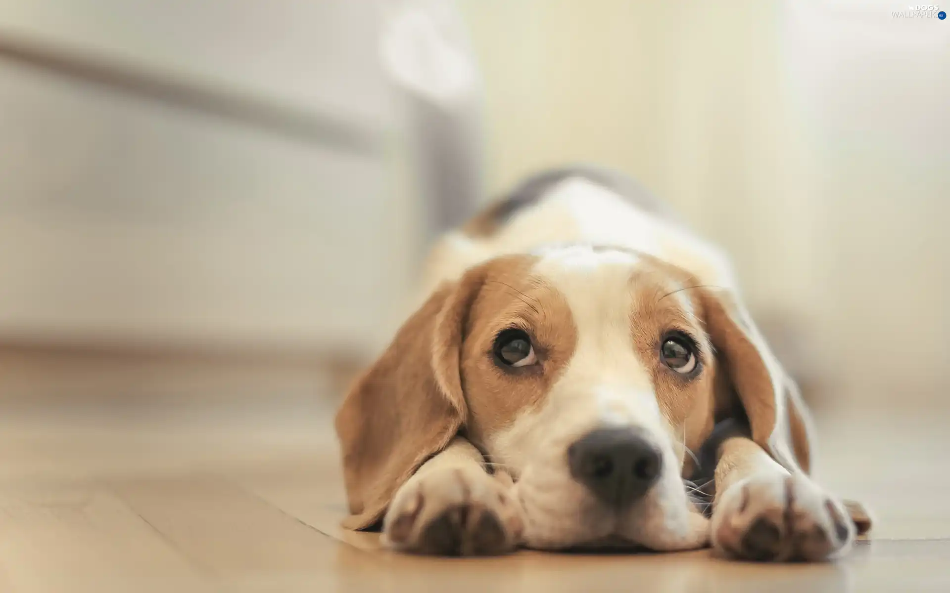 Puppy, Beagle, dog