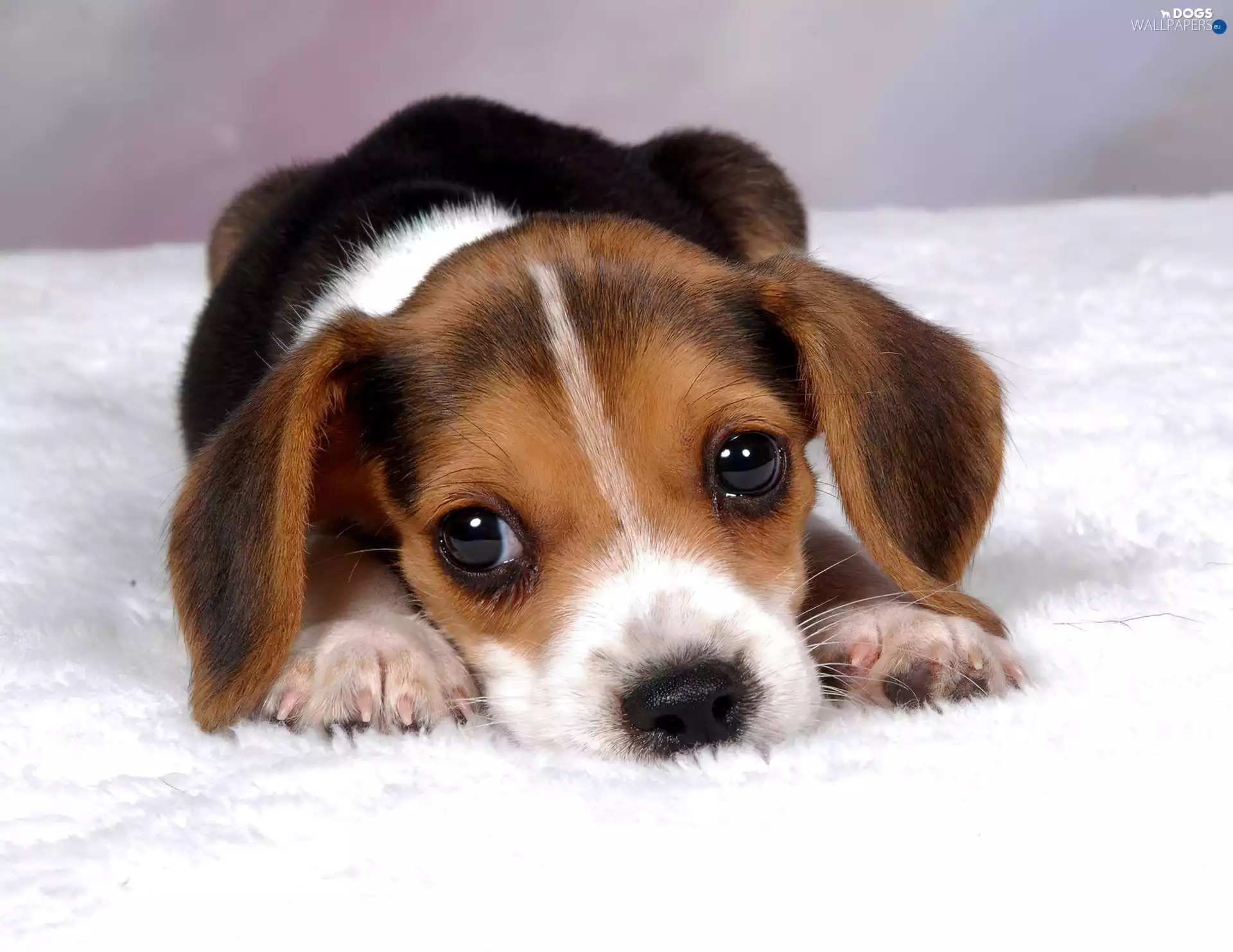 Beagle, Puppy