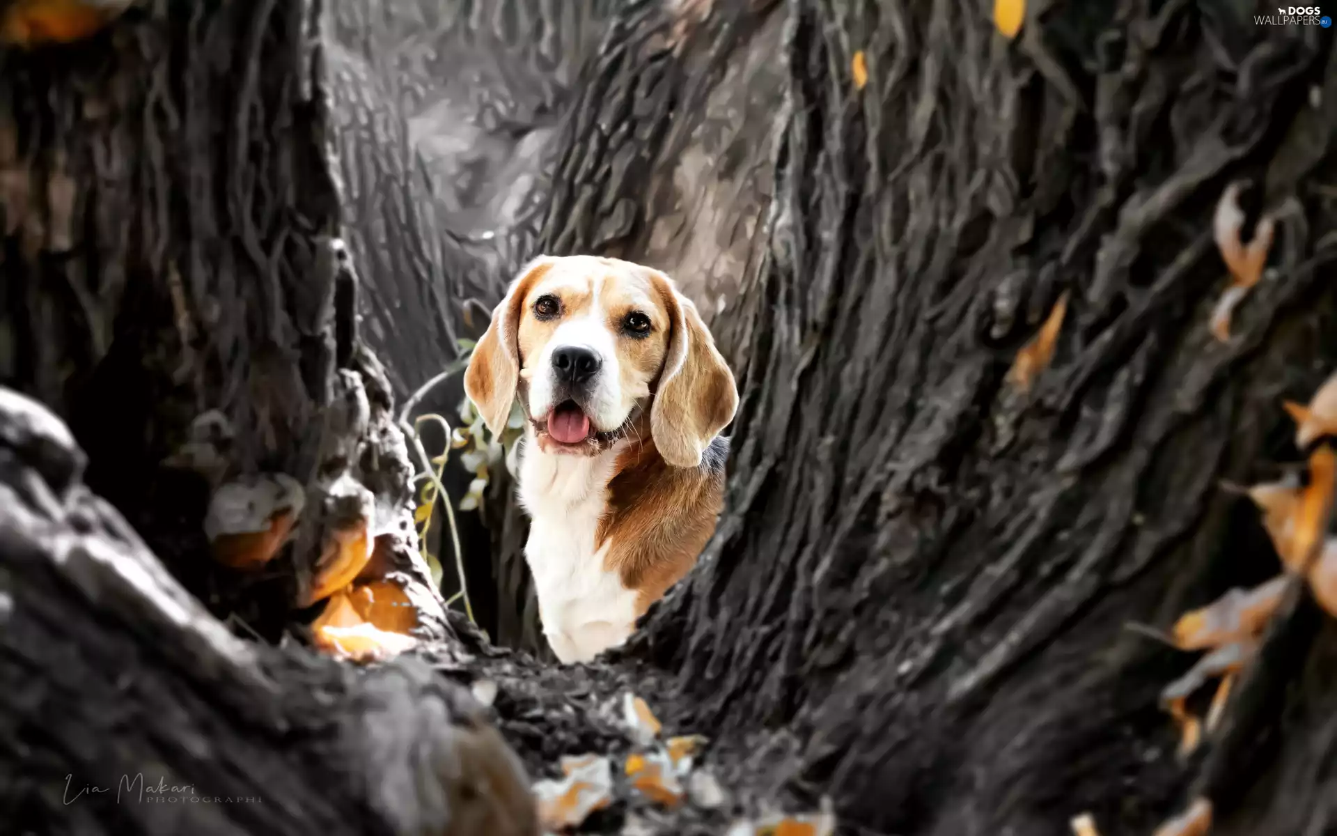 dog, Beagle, trees, viewes, Leaf