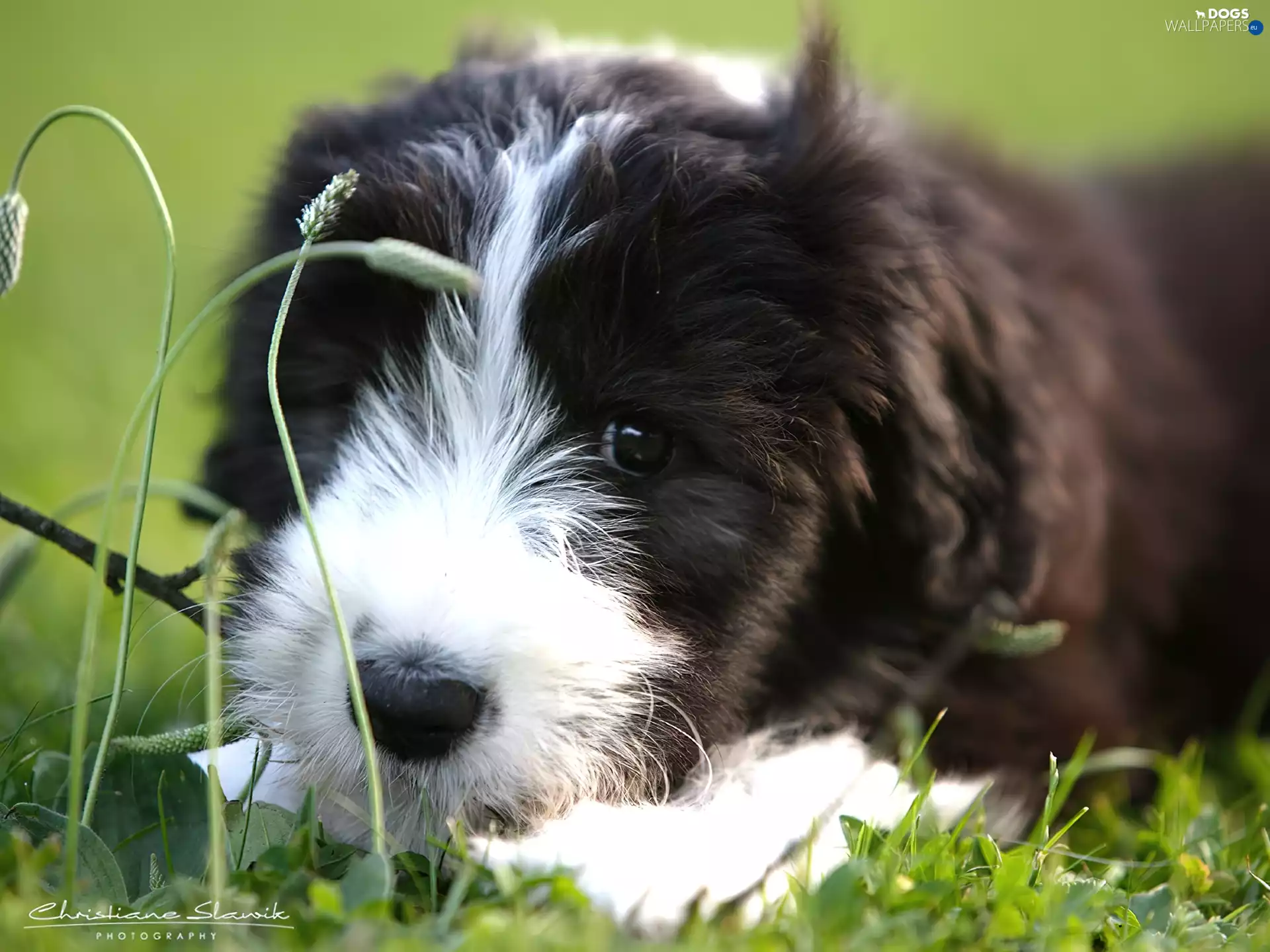 Bearded collie, Puppy