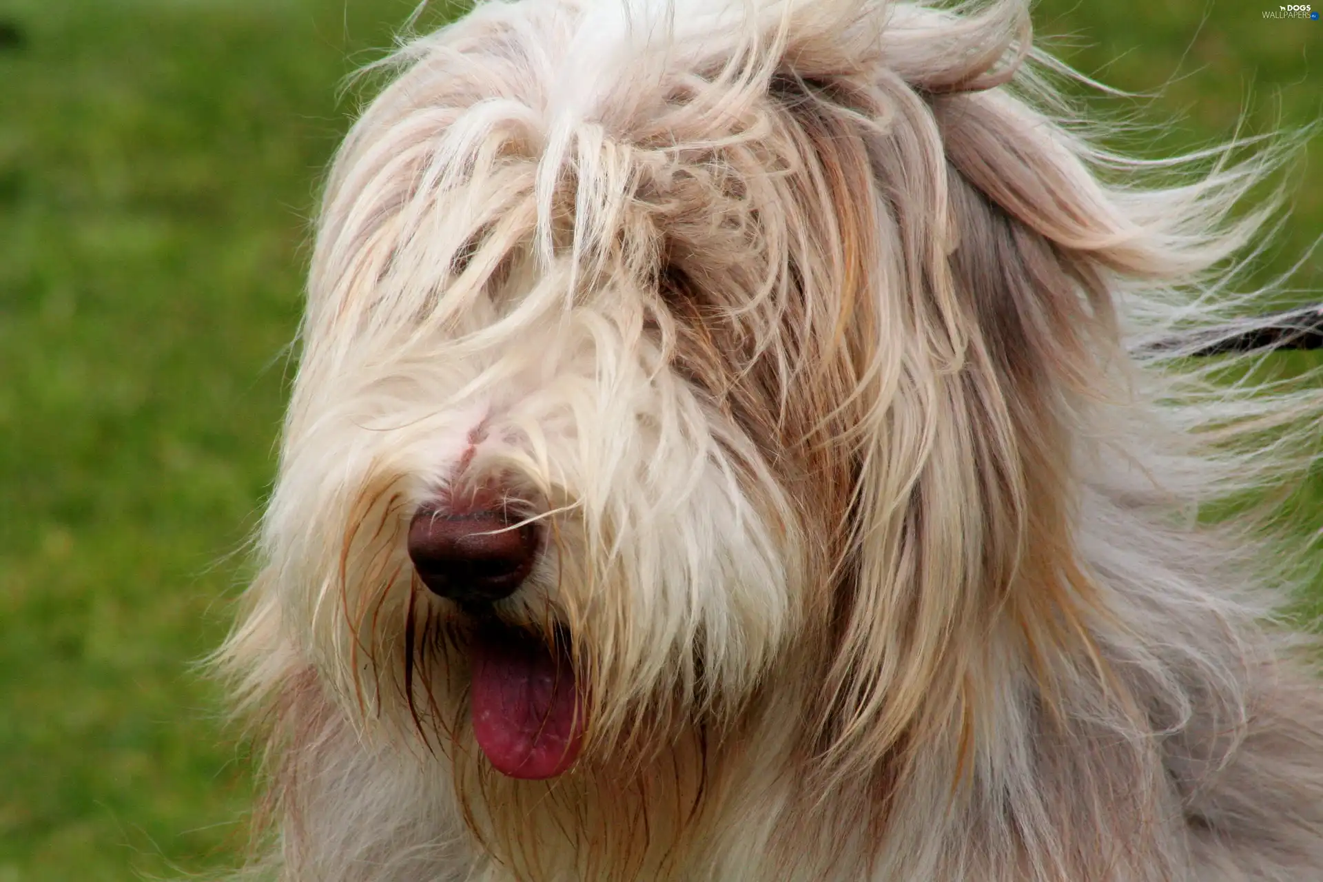 Tounge, Bearded collie