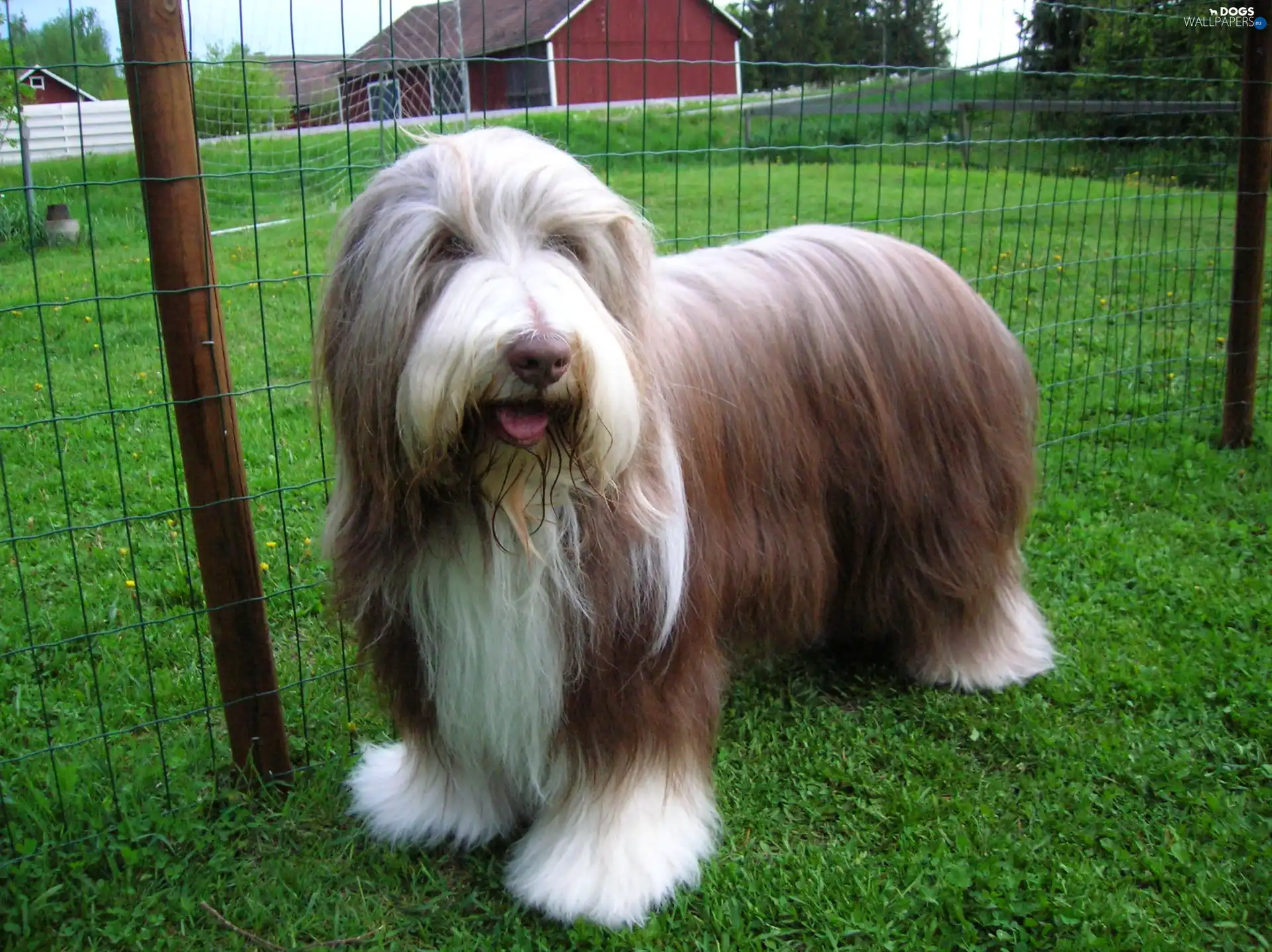 Bearded collie, Well-maintained