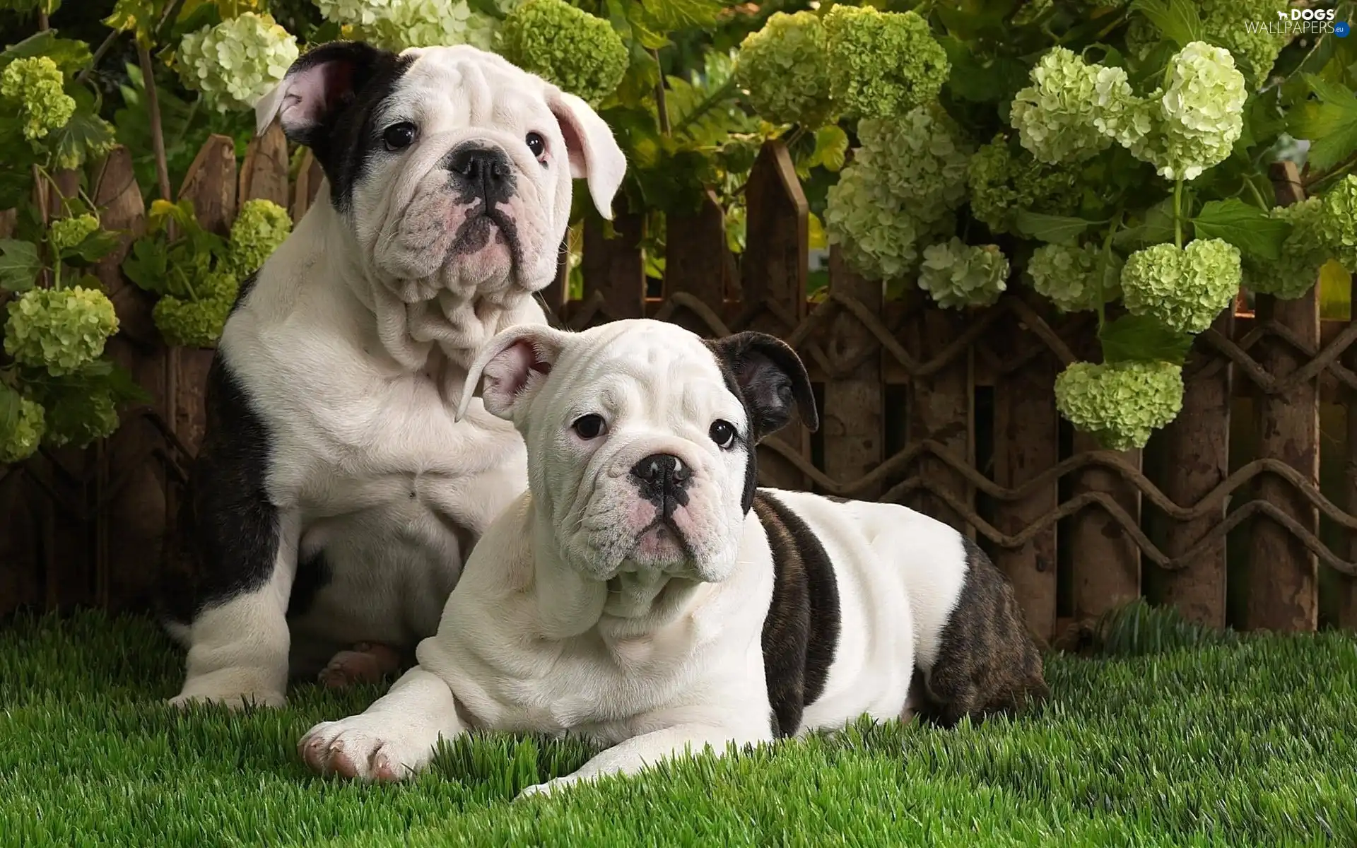 beatyfull, Two cars, Garden, Bulldogs, grass