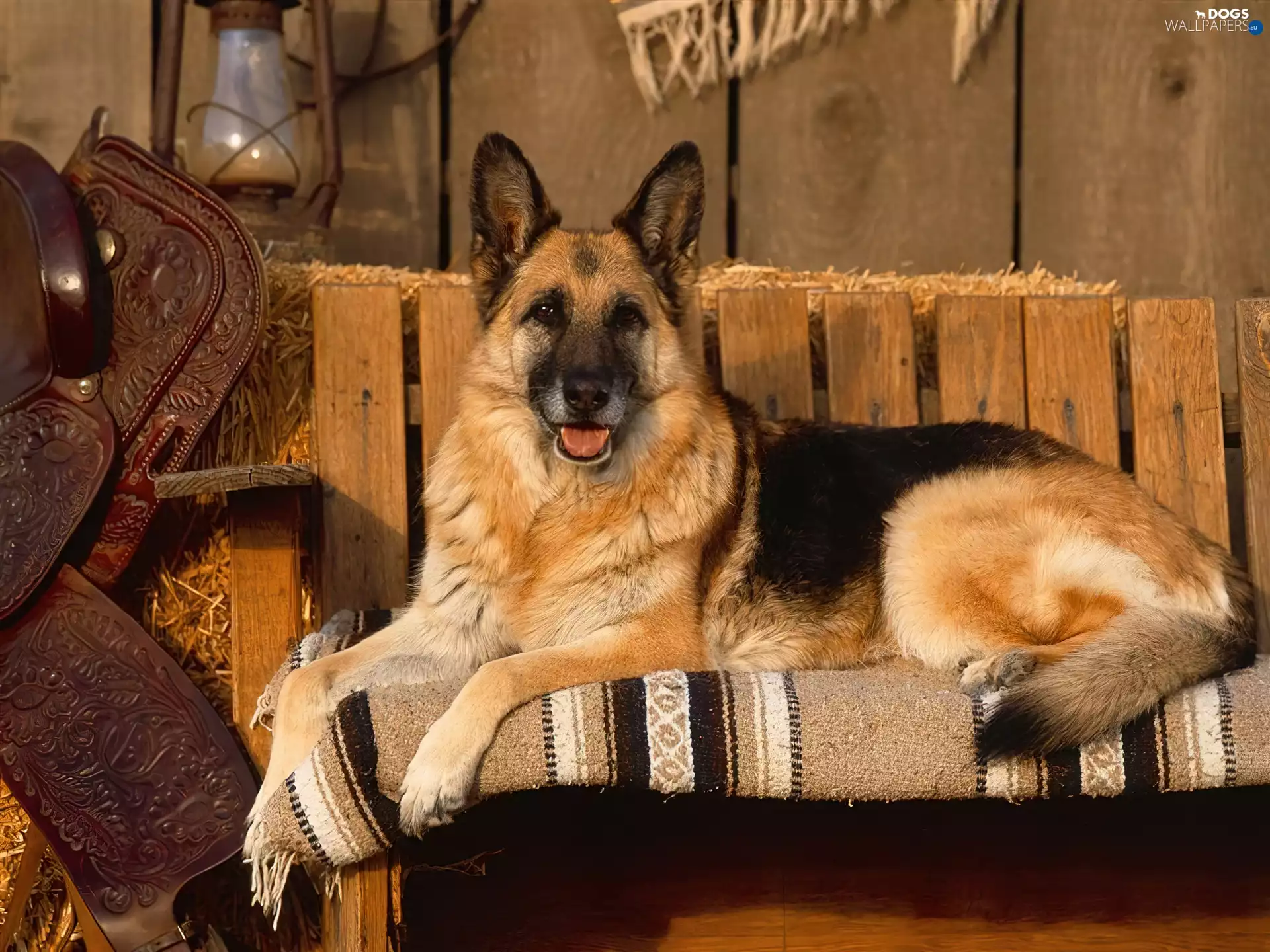 Beatyfull, German Shepherd