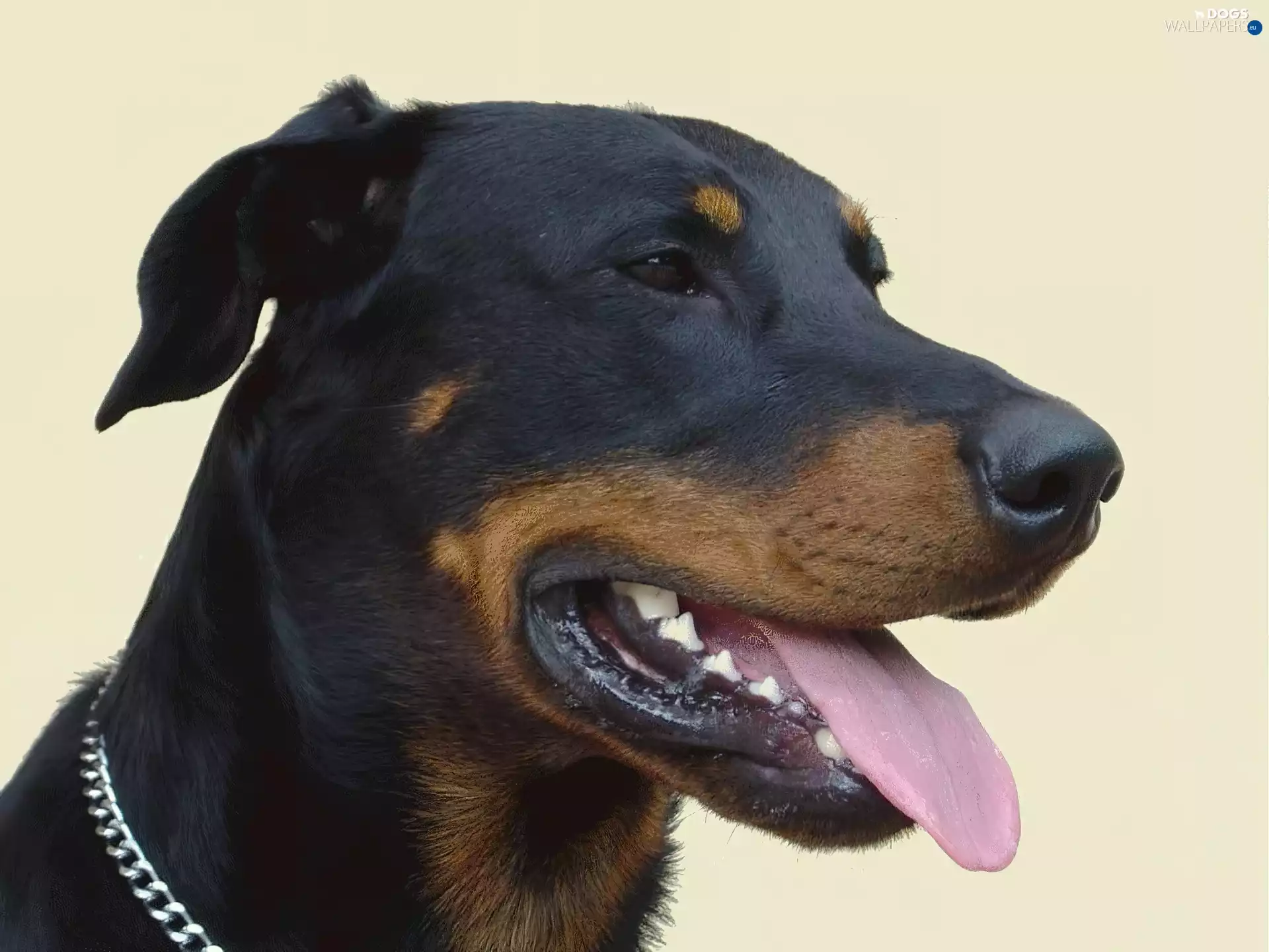 Head, Shepherd French Beauceron