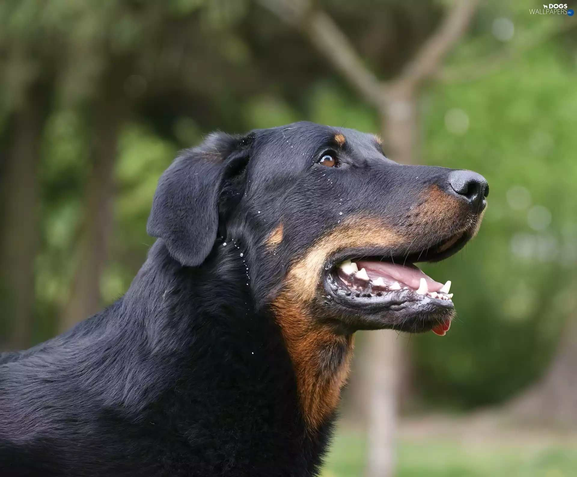 mouth, Shepherd French Beauceron