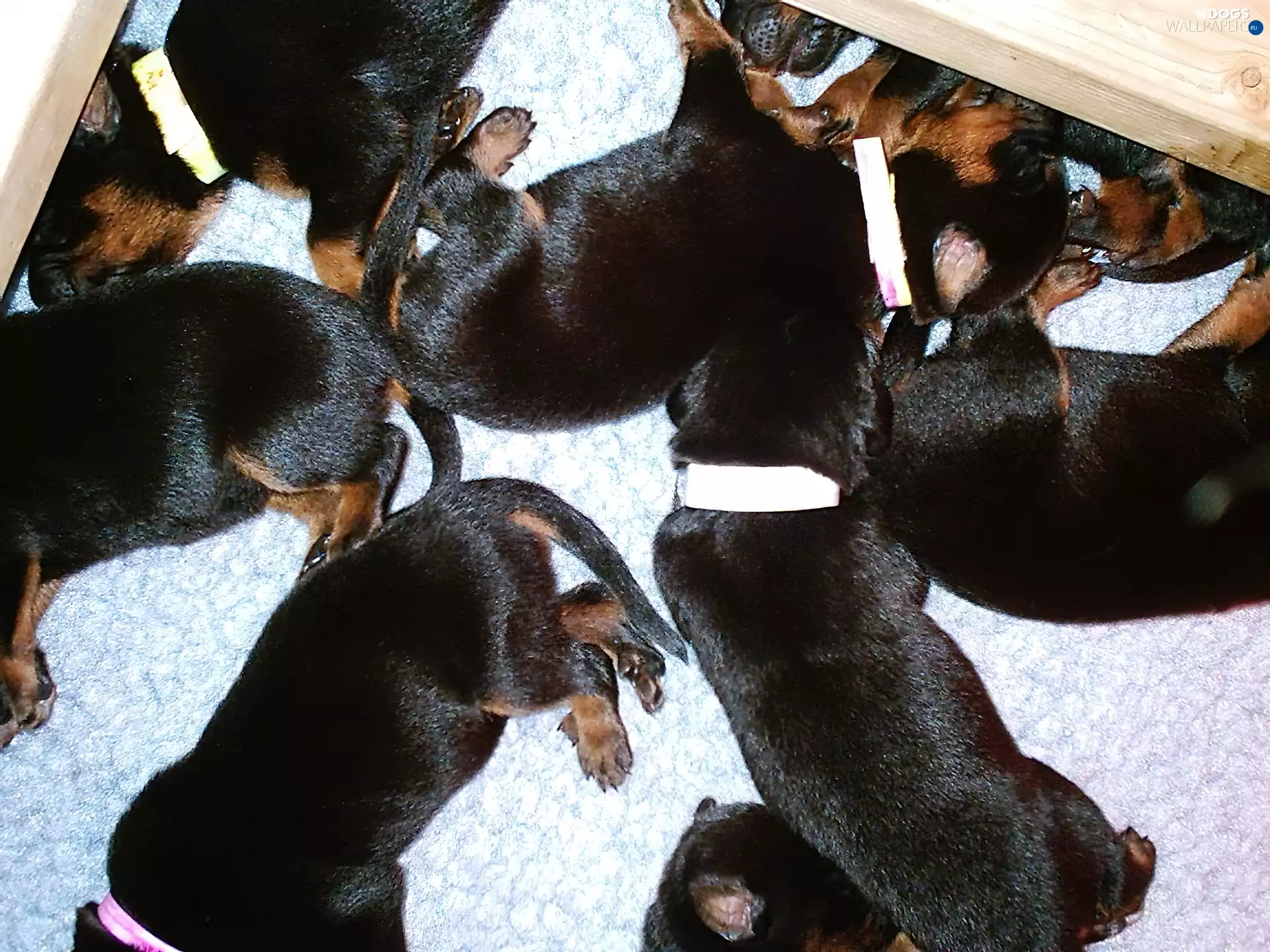 puppies, Shepherd French Beauceron