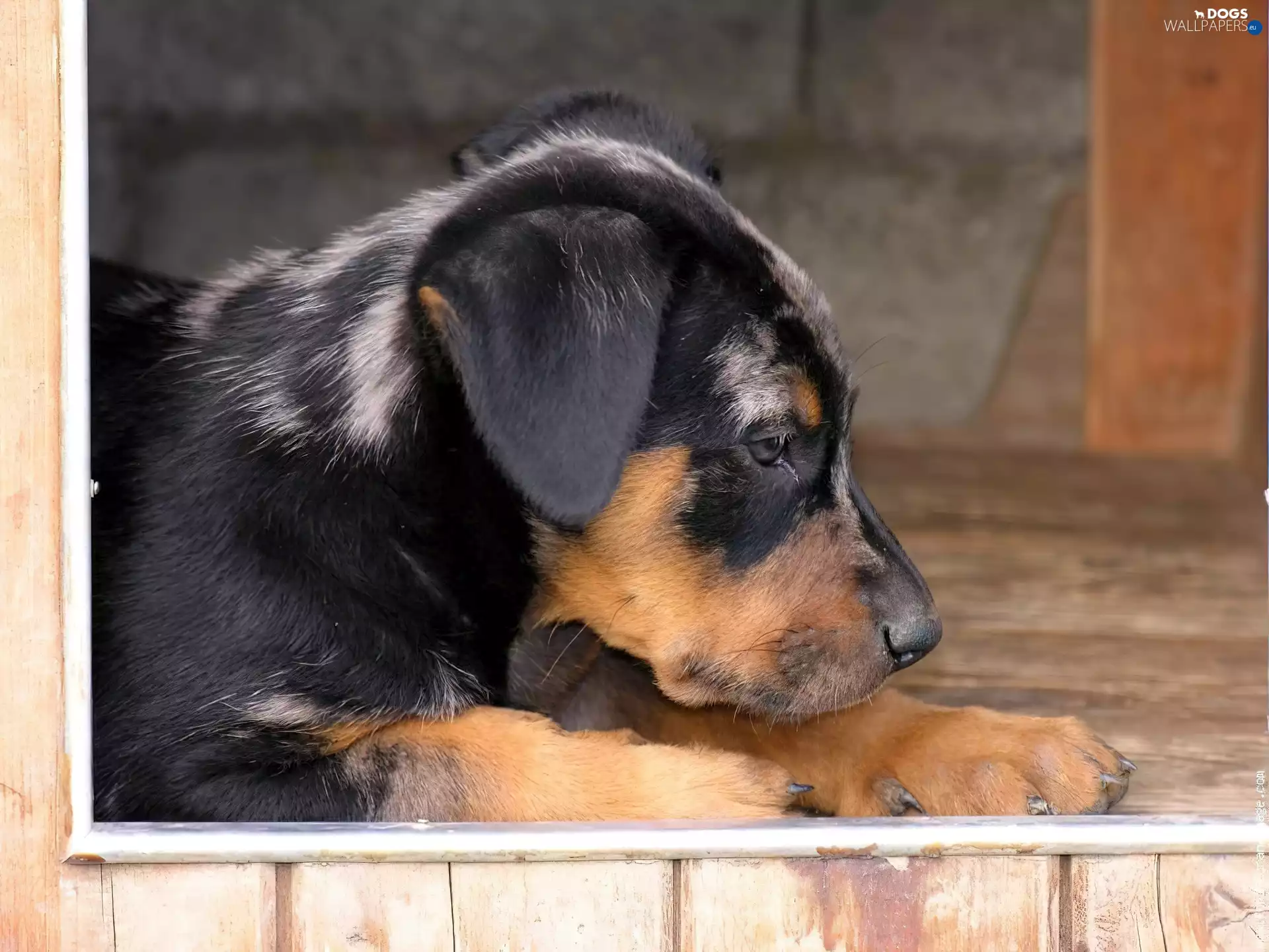 Beauceron, honeyed, Puppy