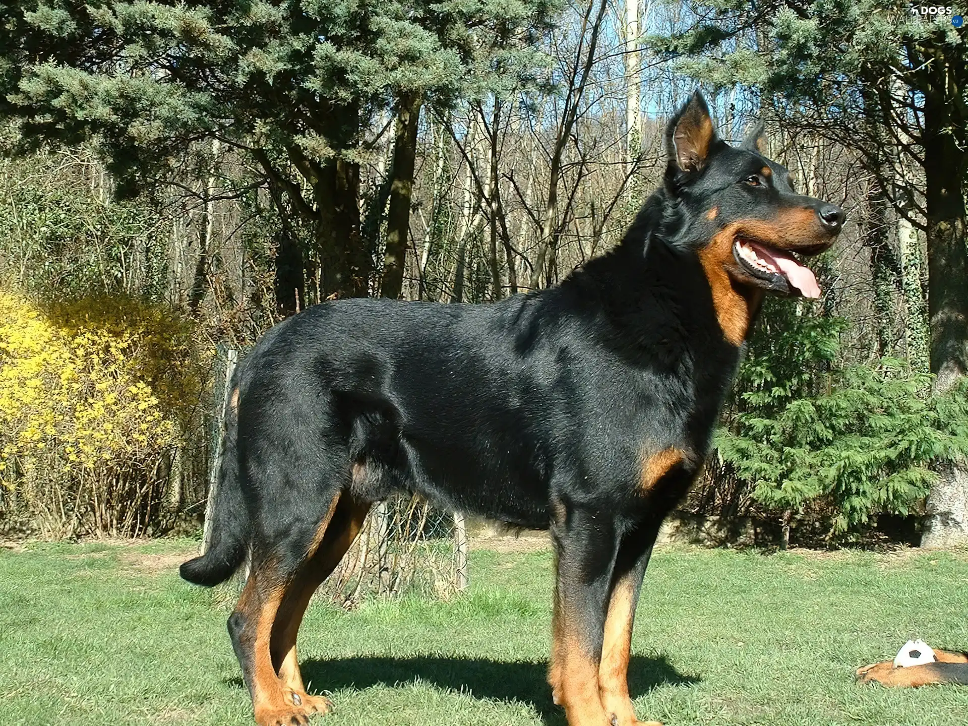 portuguese podengo large portuguese podengo large