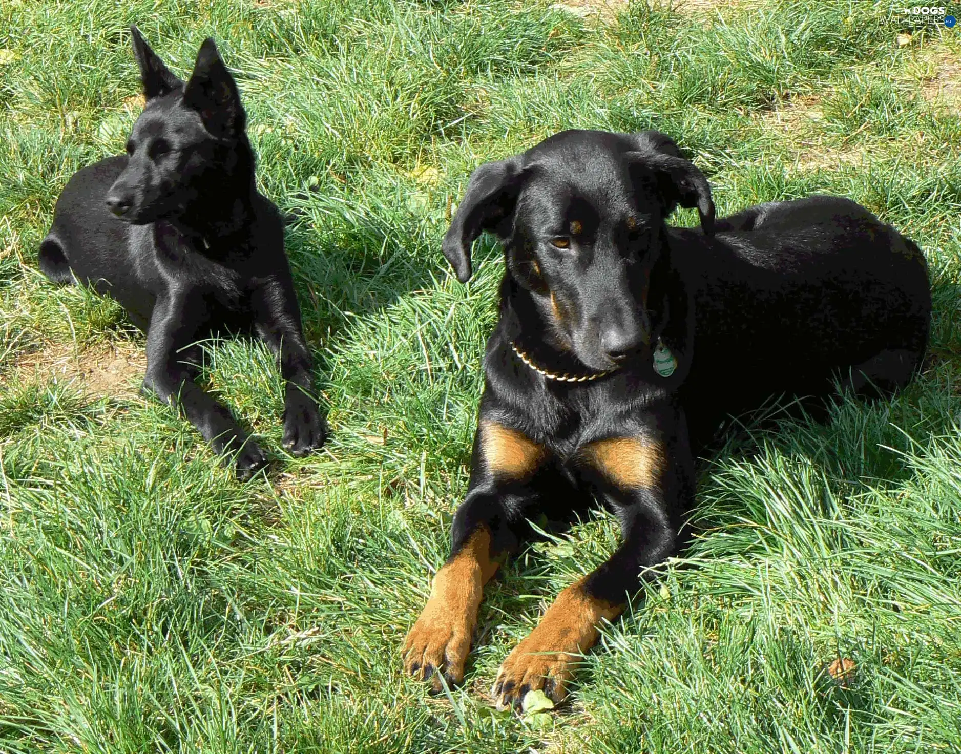 Beauceron