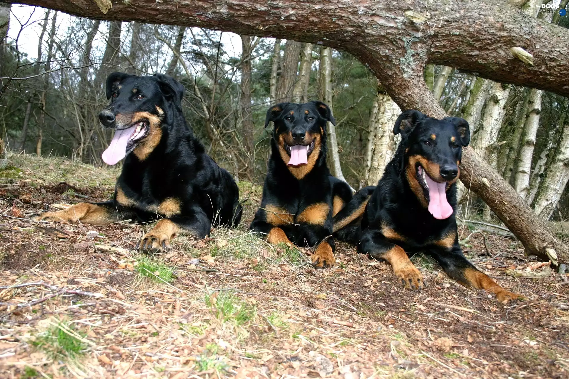 Three, overturned, trees, Beaucerony