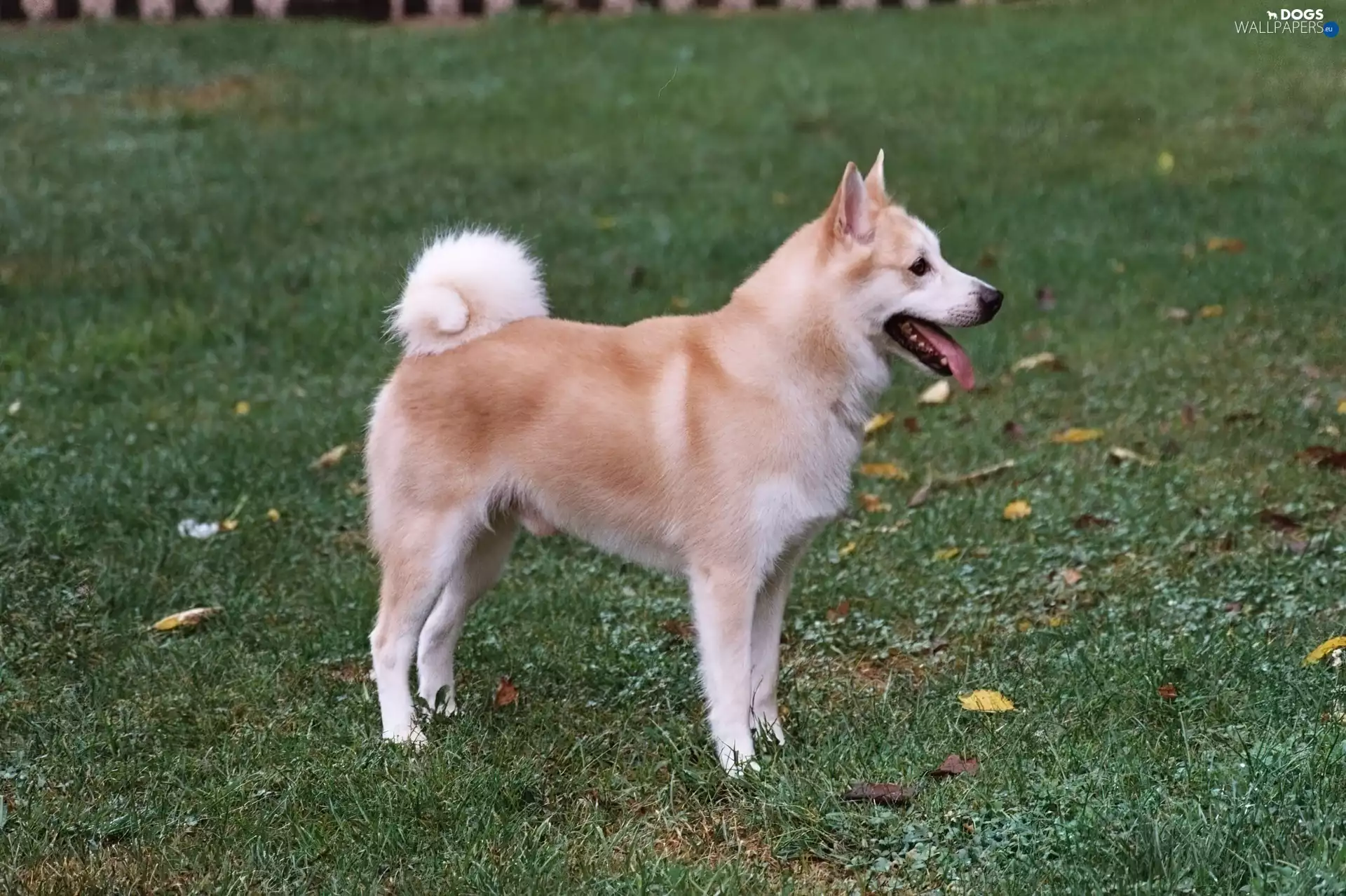 beautiful, Norsk Buhund