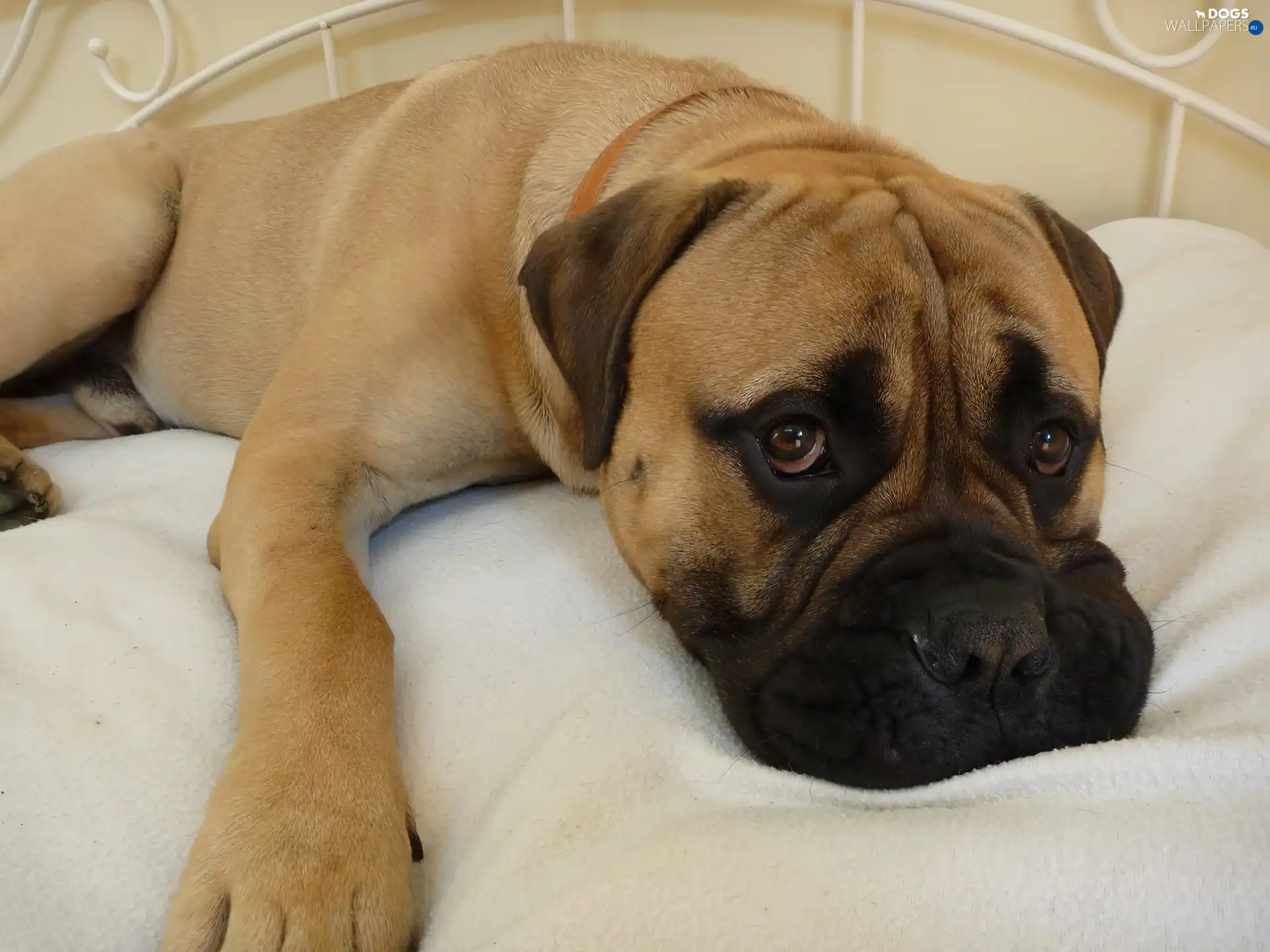 White Bed, Bullmastiff