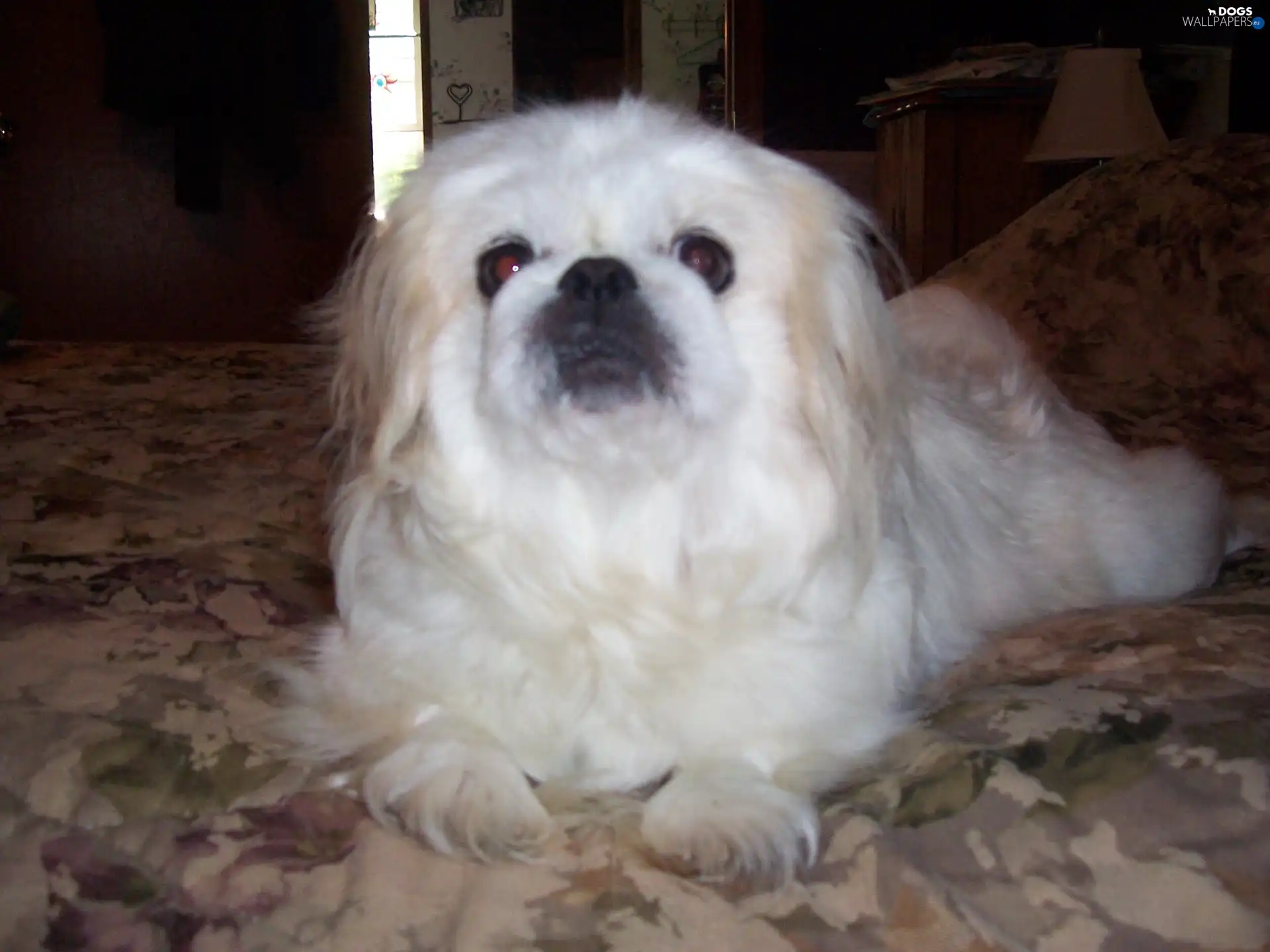White Bed, pekinese