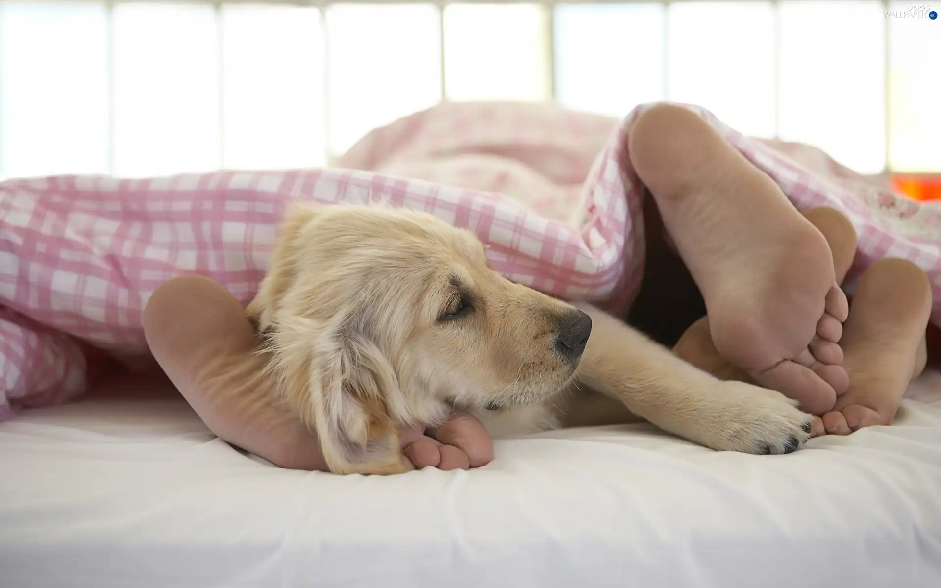 Foot, Bedding, dog