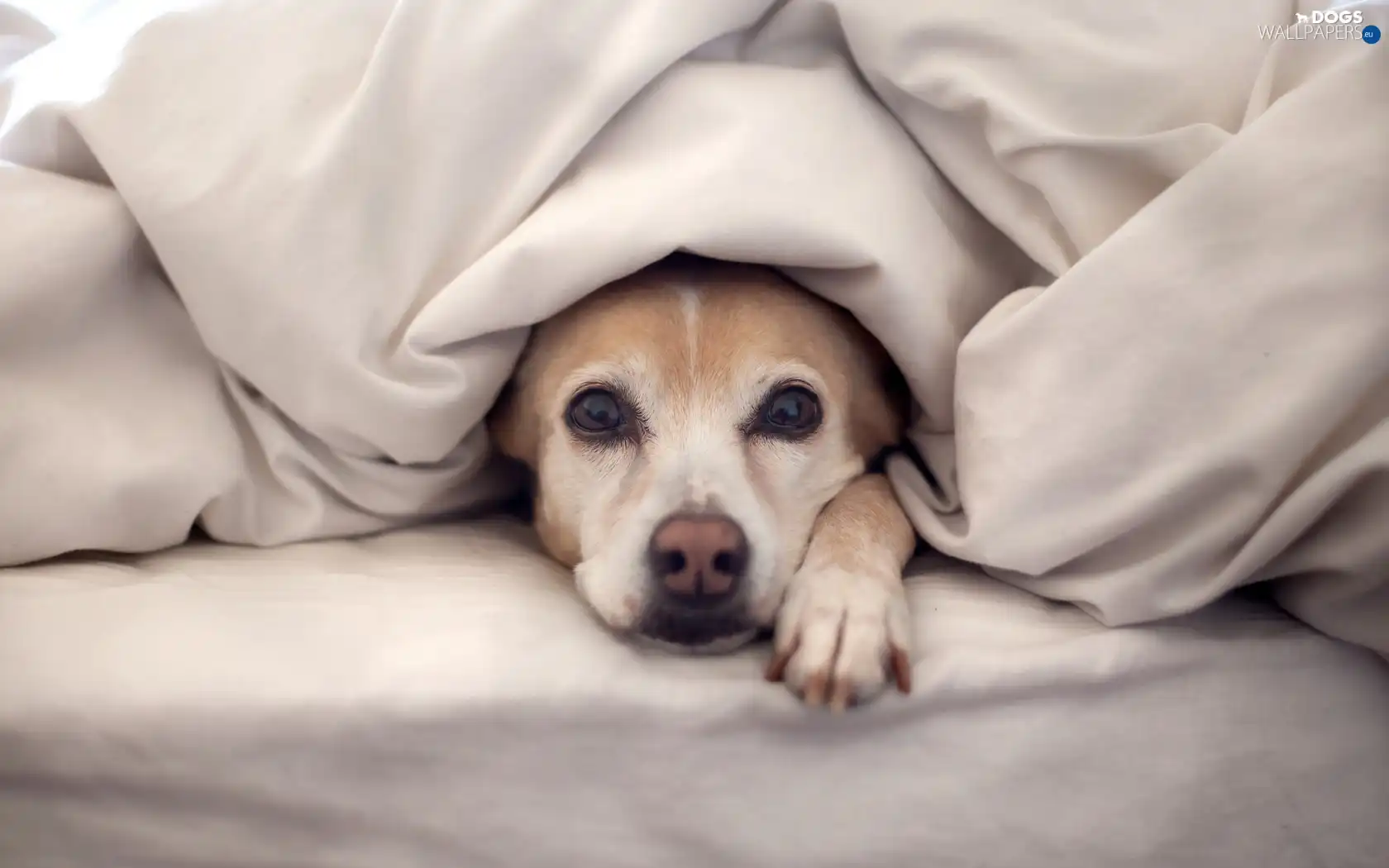 pud, Bedding, dog