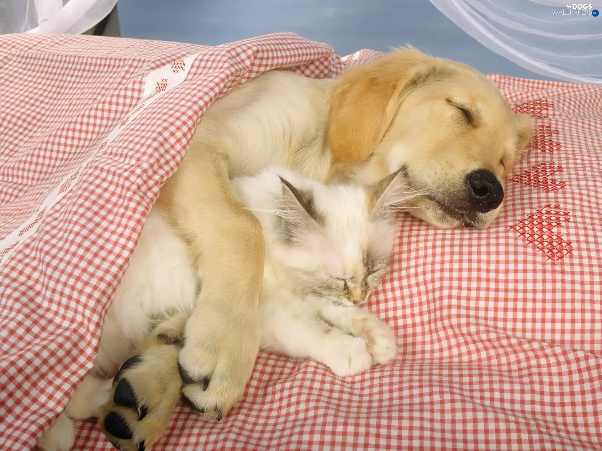 Bedding, cat, sleepy, dog