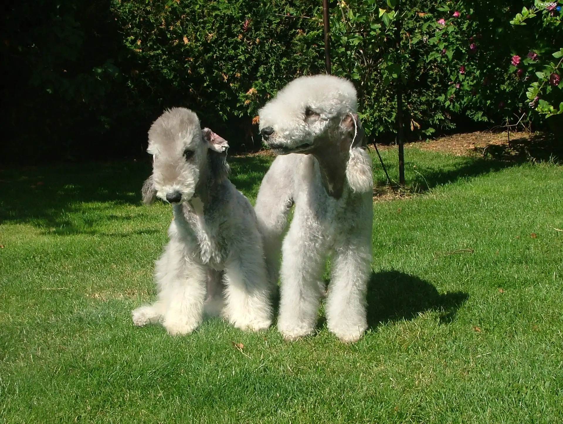 Bedlington Terriery, Two cars