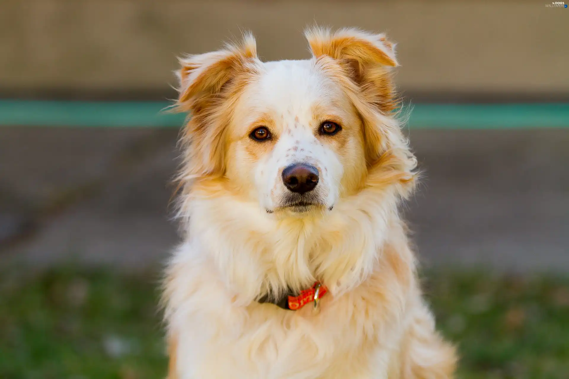 beige, Border Collie, dog